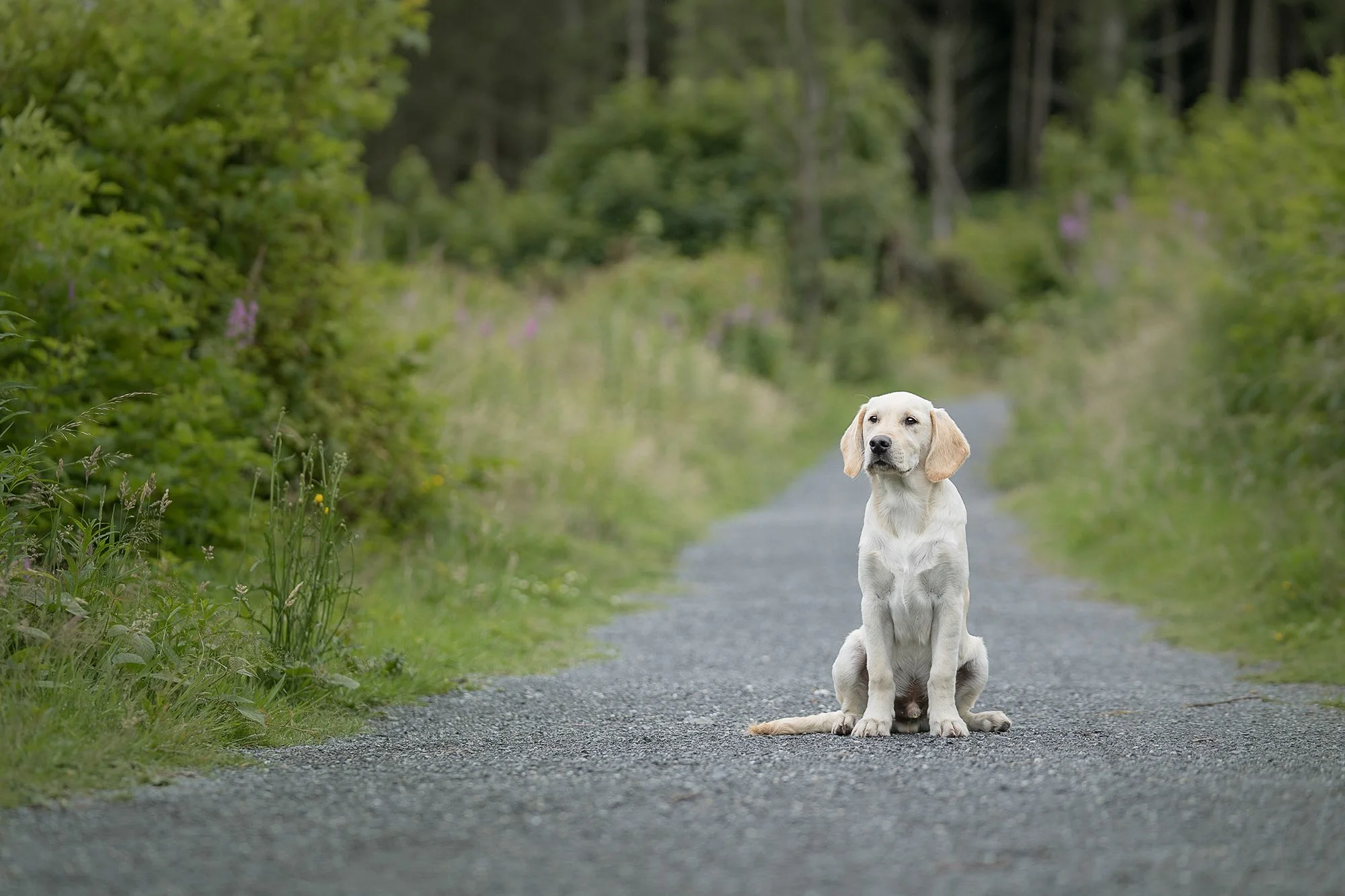 Dog Photography Belfast