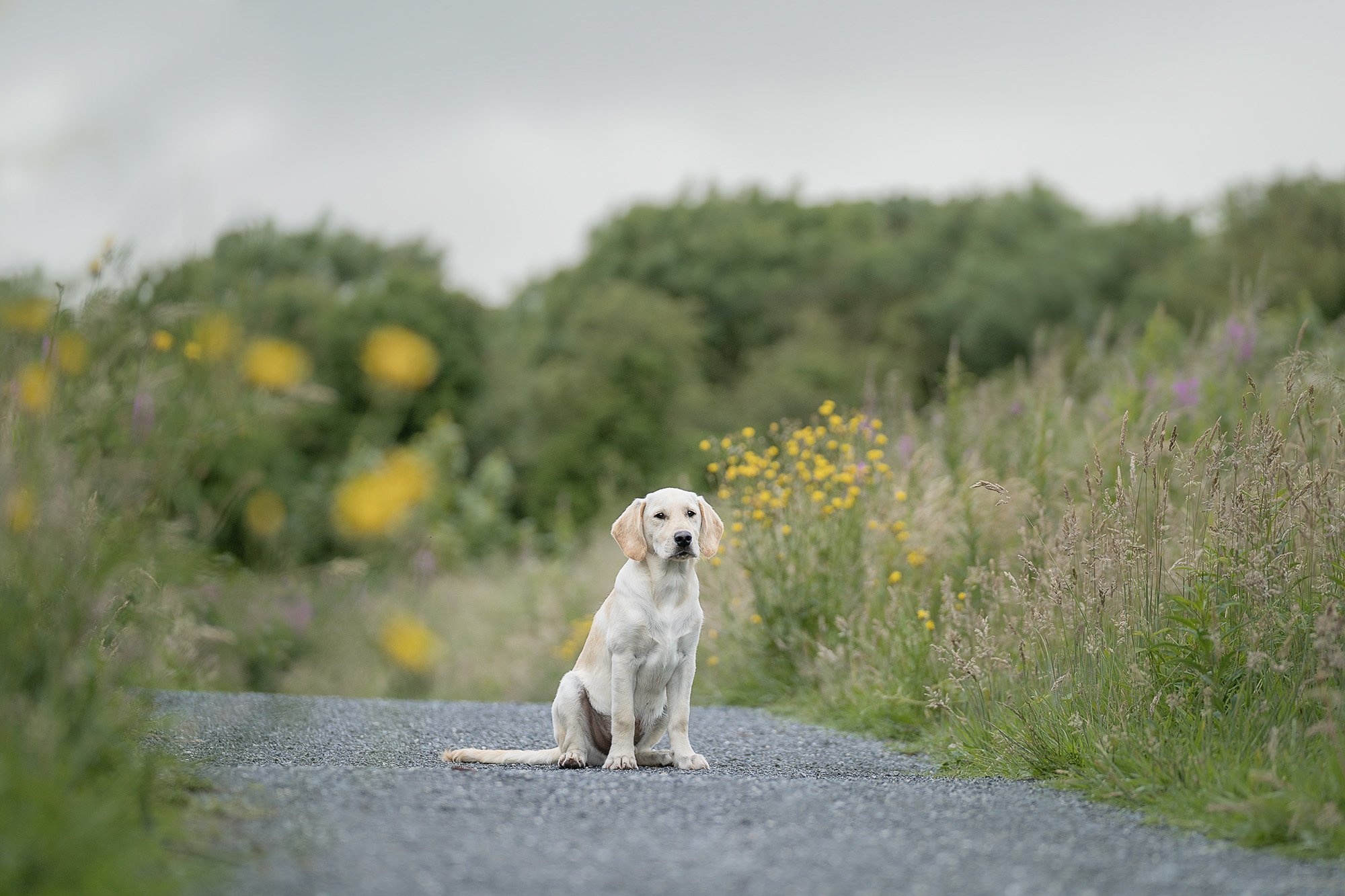 Dog Photography Belfast