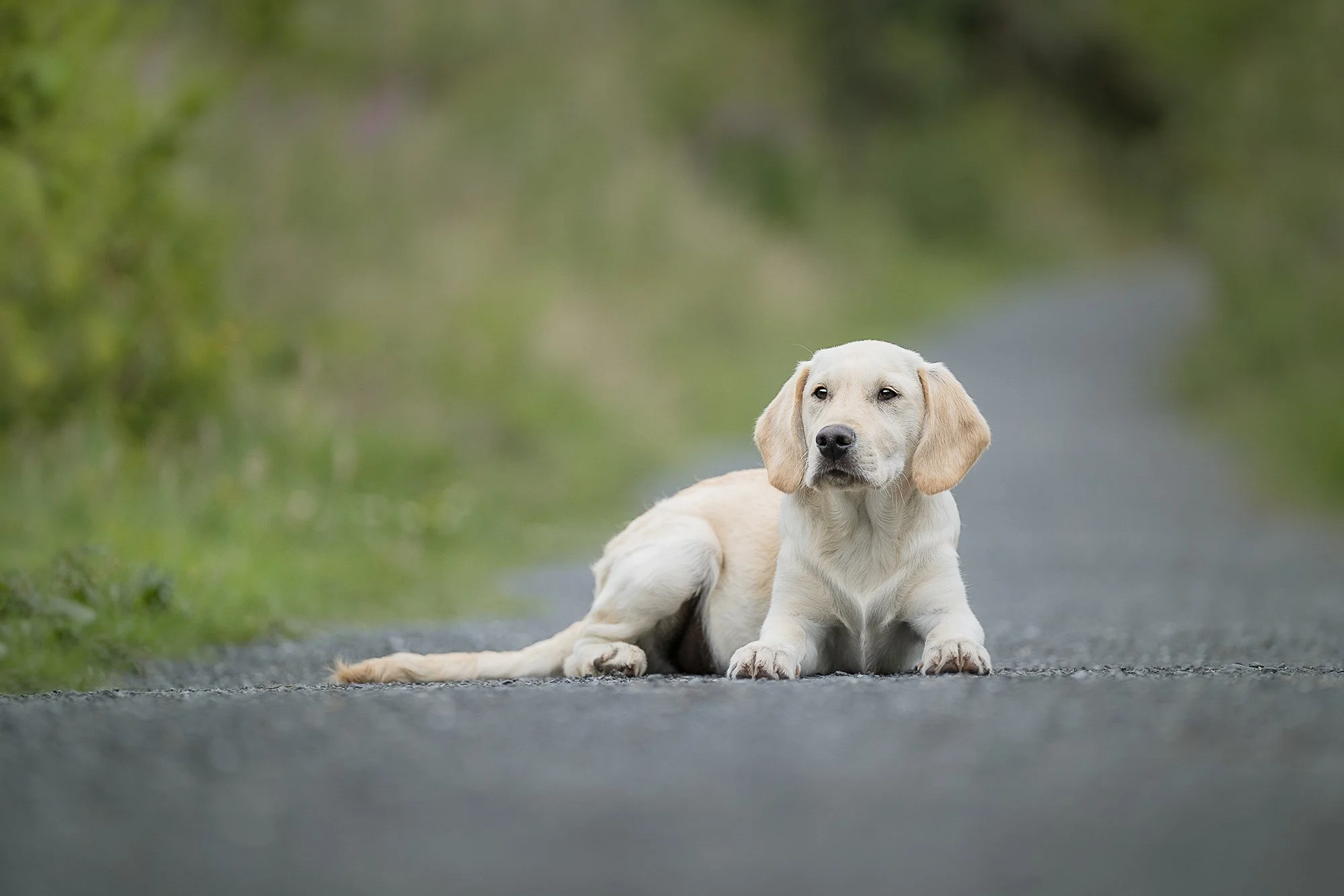 Dog Photography Belfast