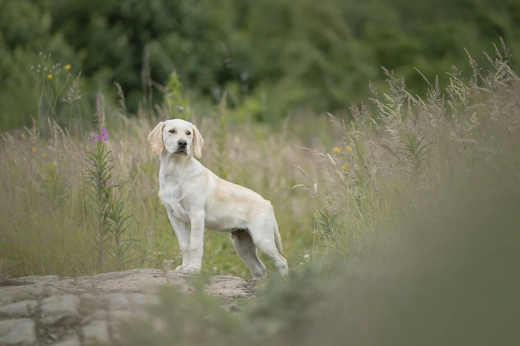 Dog photography Belfast