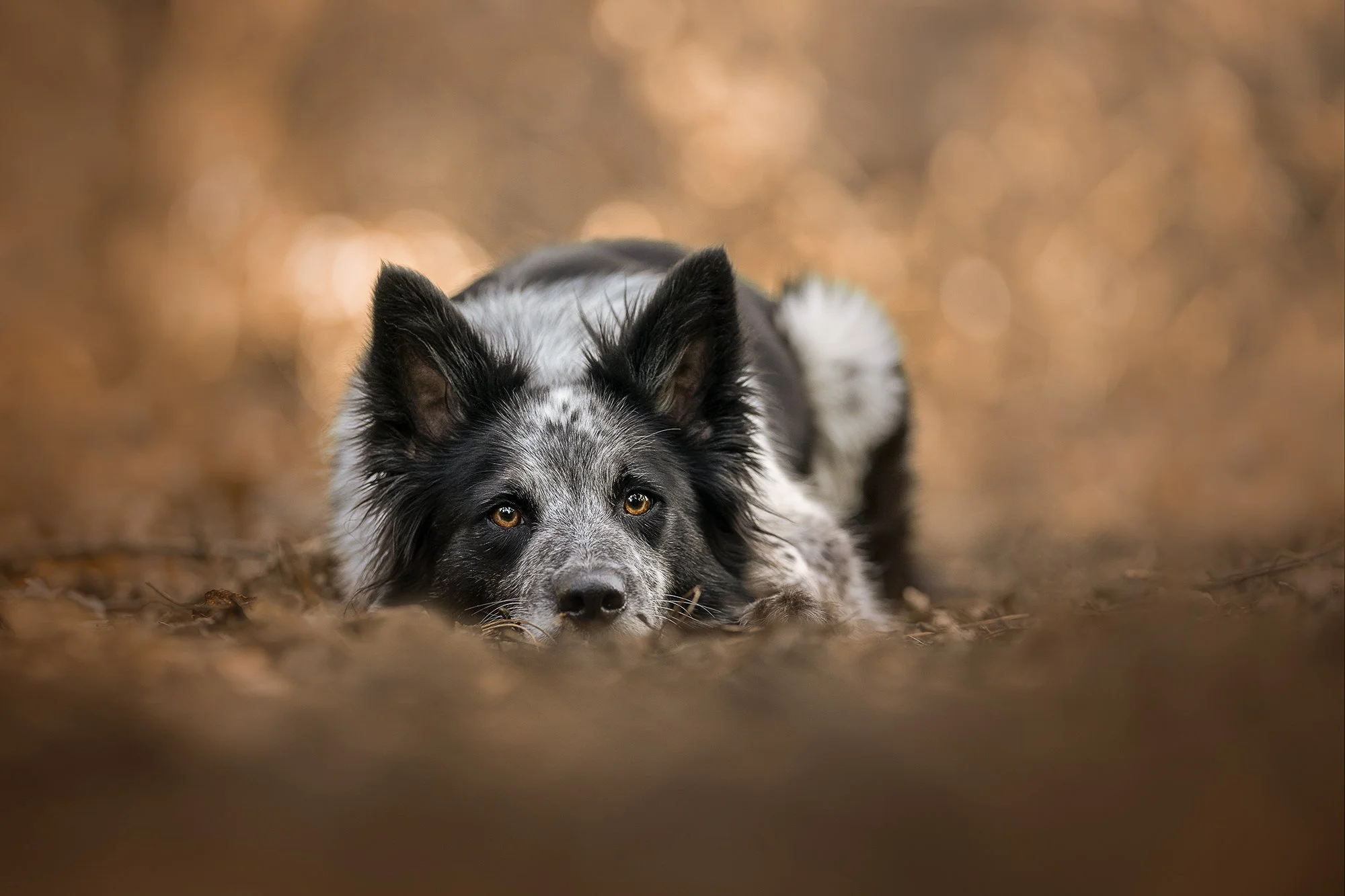 Dog Photography Northern Ireland