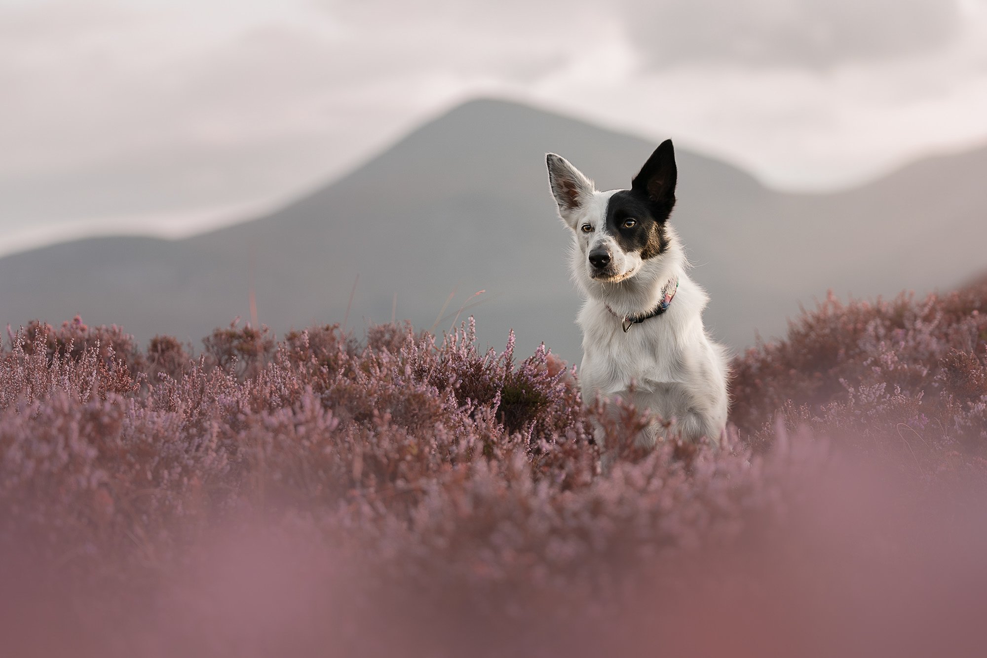Dog Photography Northern Ireland