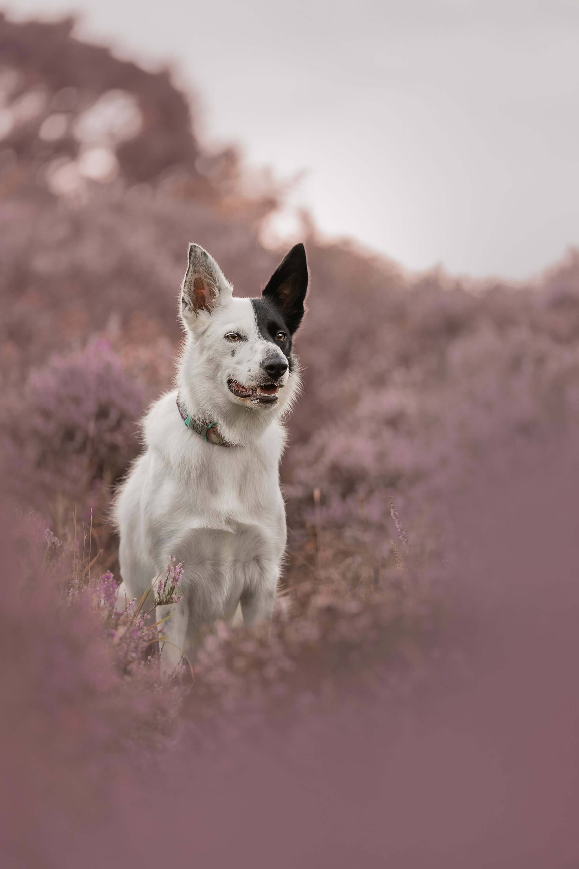 Dog Photography Northern Ireland