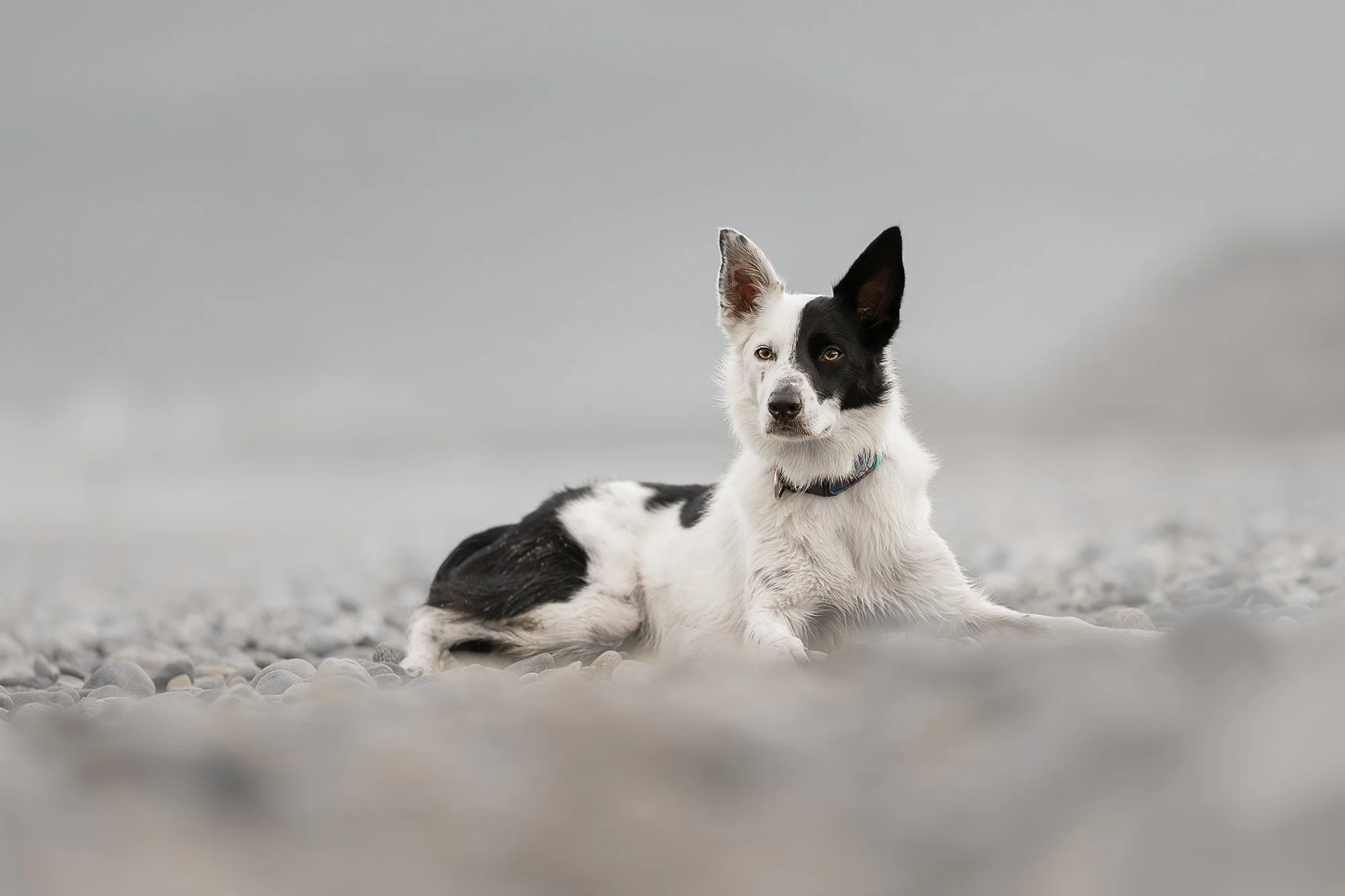 Dog Photography County Down.jpg