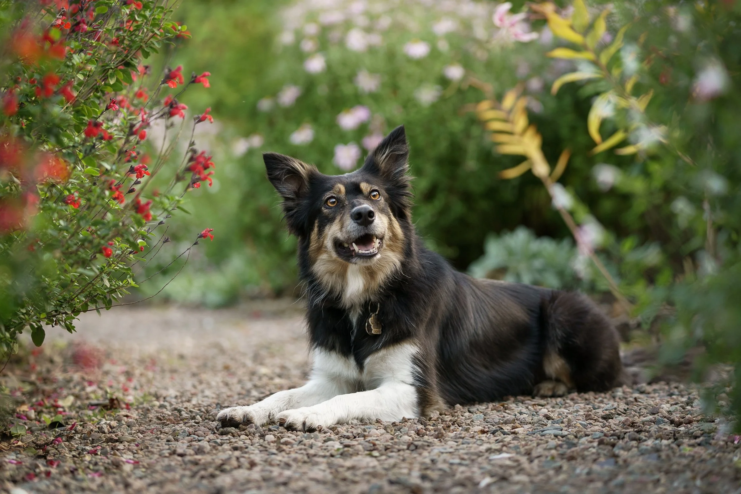 Collie lying on gravel path in Rose garden Mount Stewart