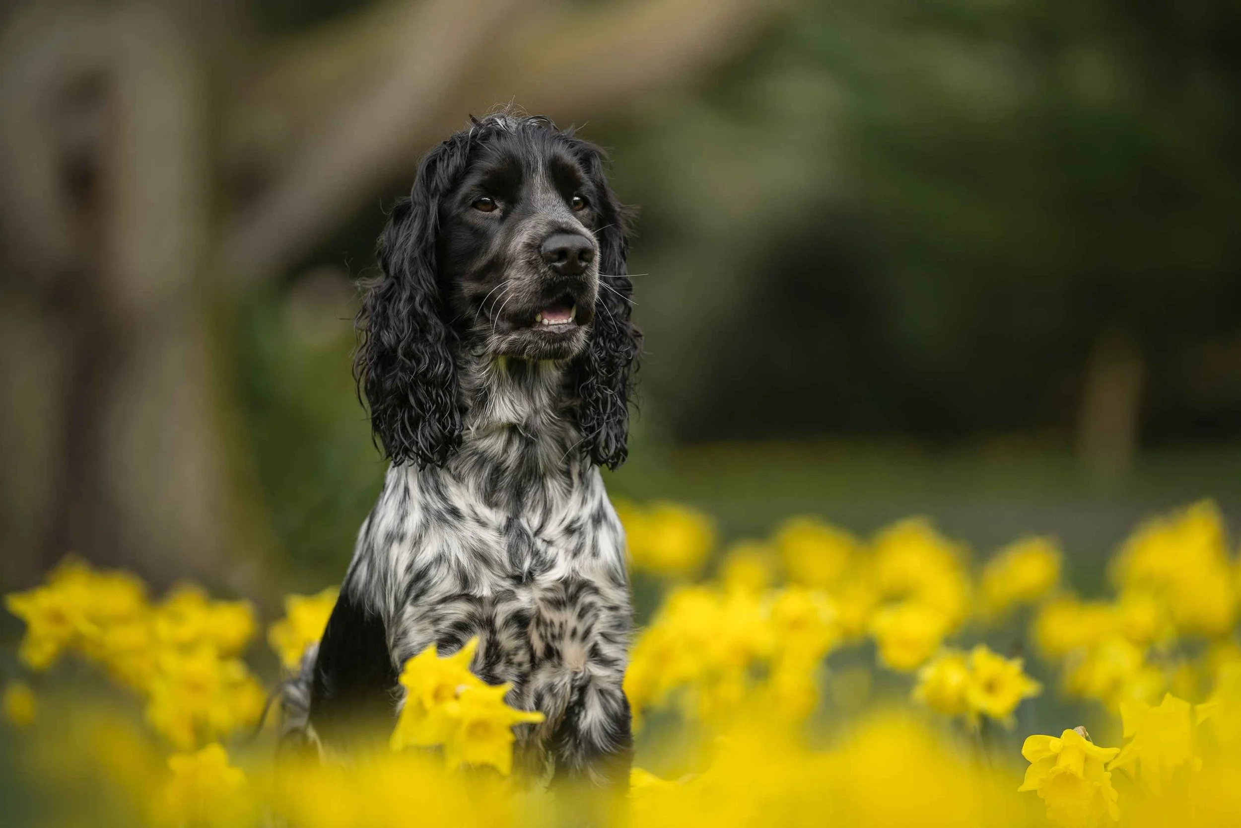 Black & white cocker spaniel sitting in a sea of yellow daffodils in Mount Stewart National Trust Northern Ireland