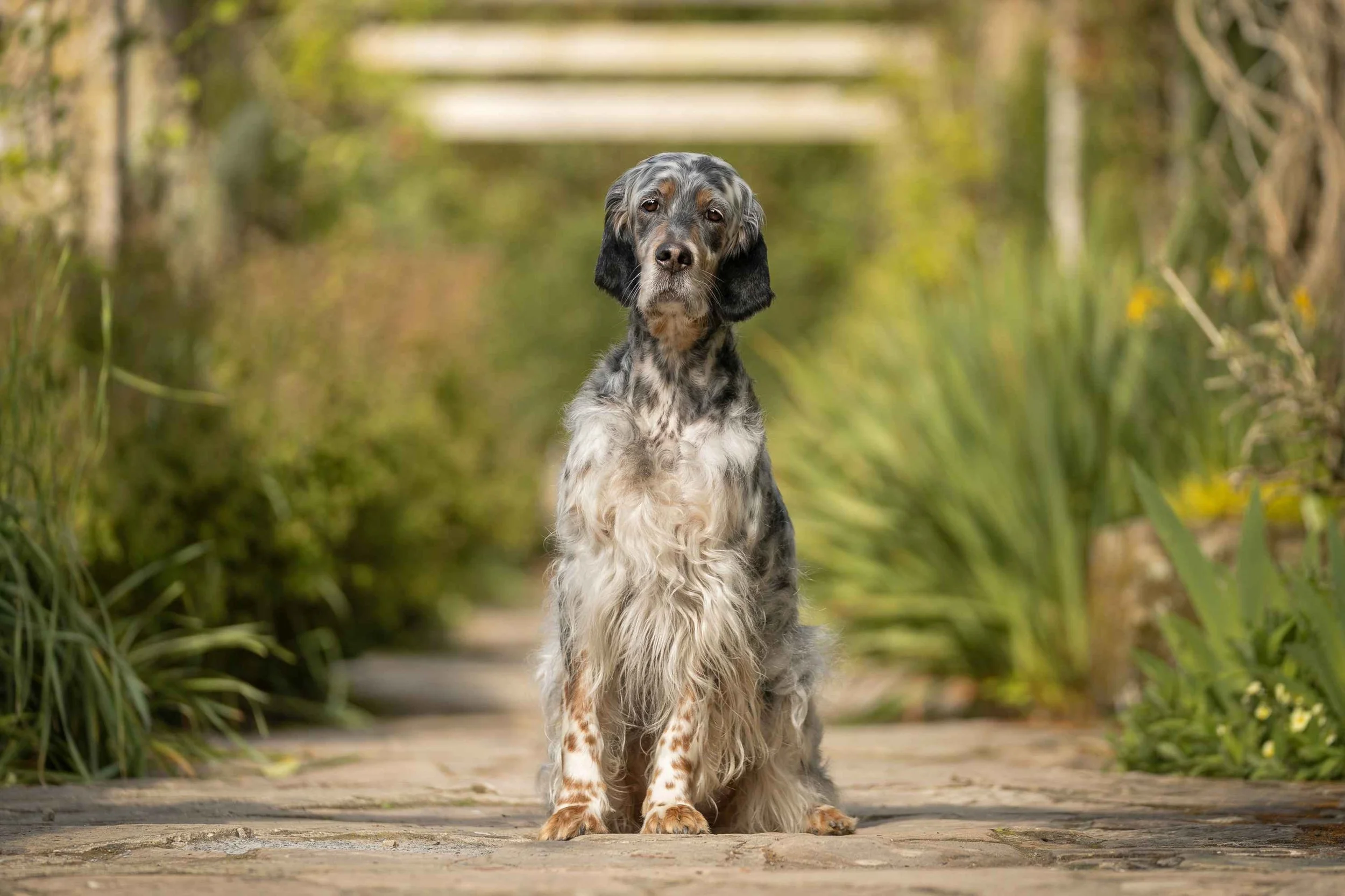 Stunning english setter sitting in spring sunshine in the formal walk way at Mount Stewart National Trust