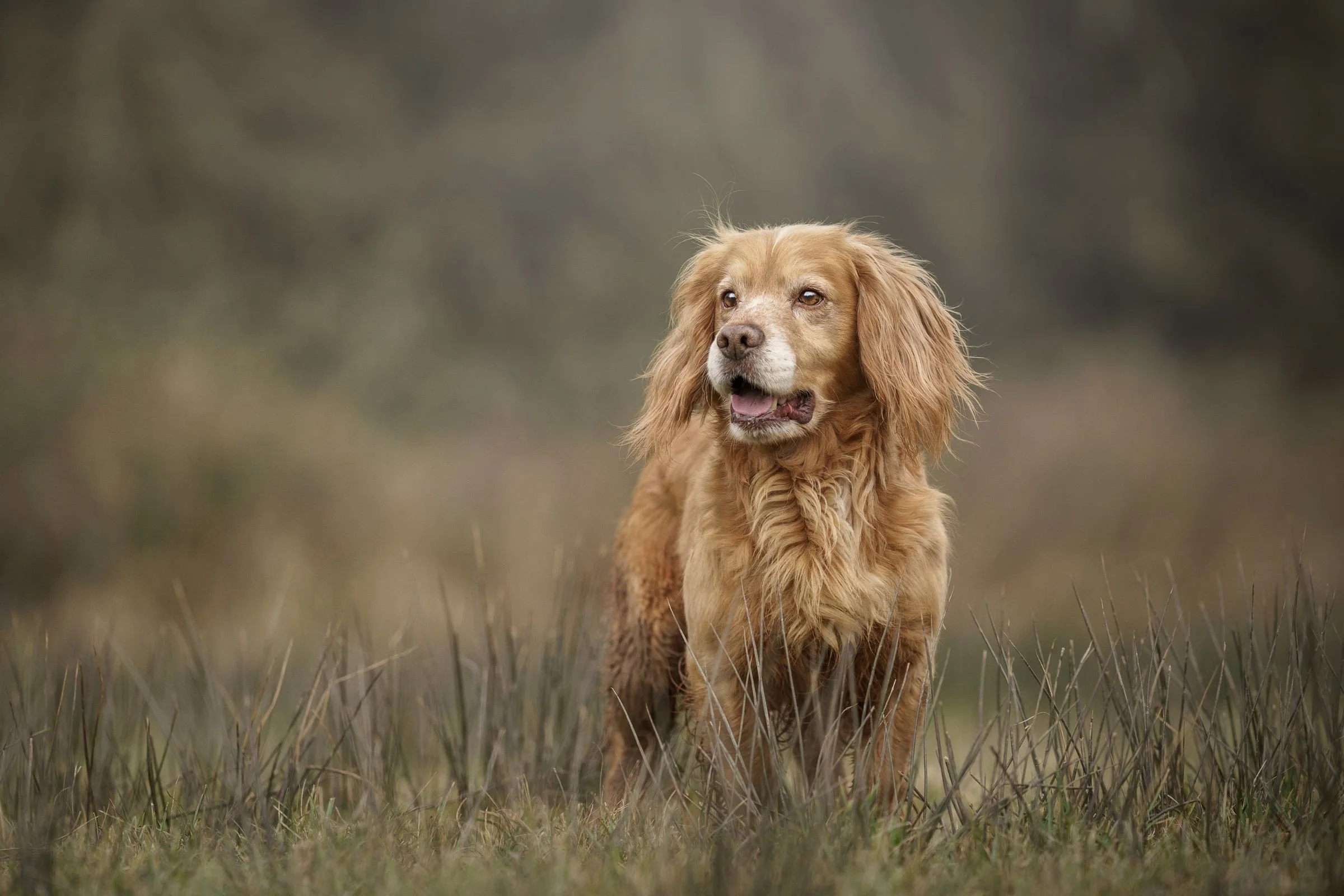 Working cocker spaniel doing dummy training in a field at Crawfordsburn County Park
