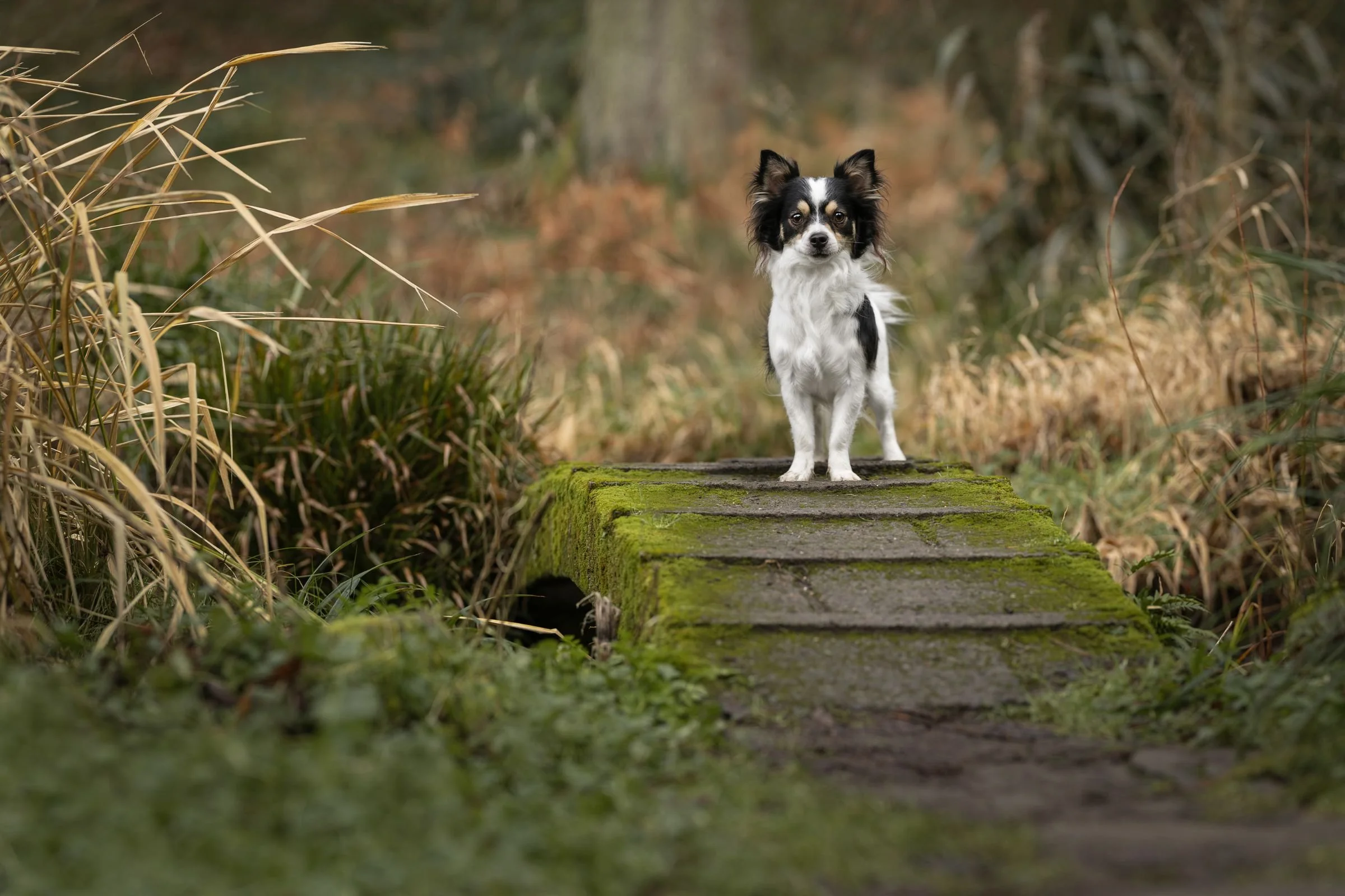 Chihuahua cross standing on little ornate bridge within the grounds of Mount Stewart near Greyabbey