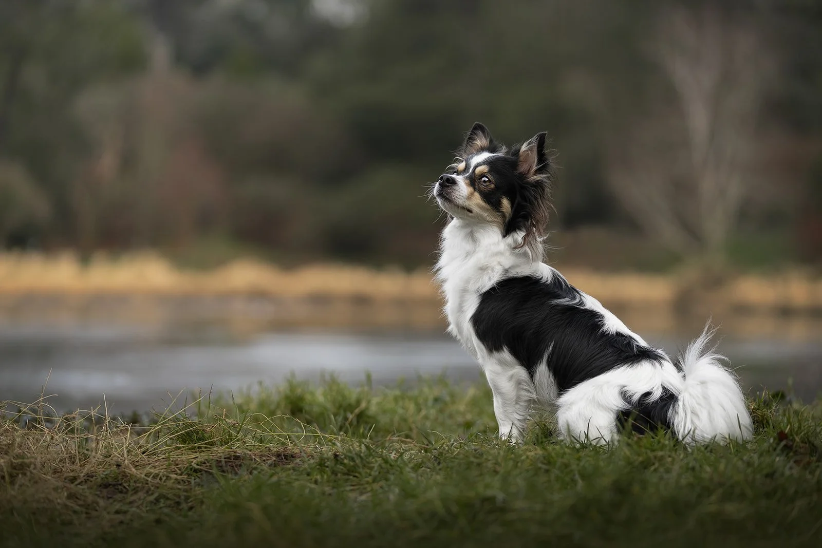 small collie cross sitting by Mount Stewart lake in Northern Ireland
