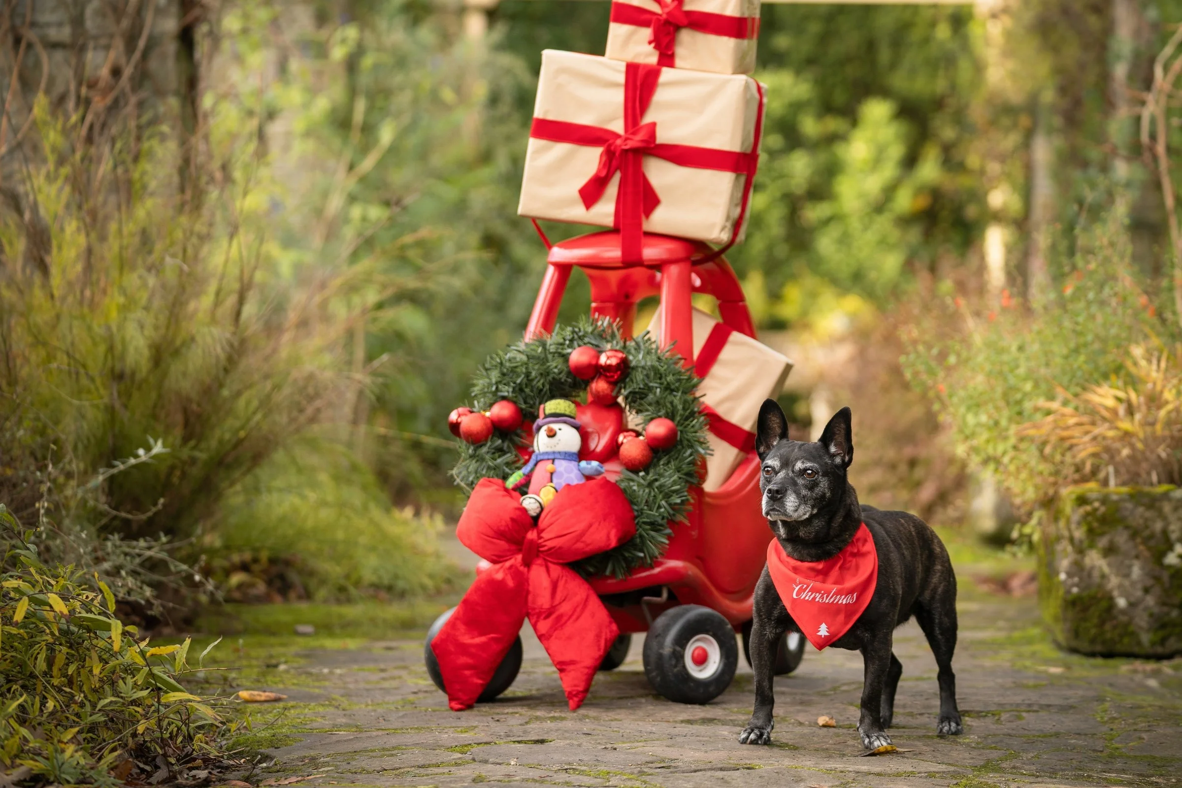 Dog standing with Festive car in stunning formal gardens at Mount Stewart