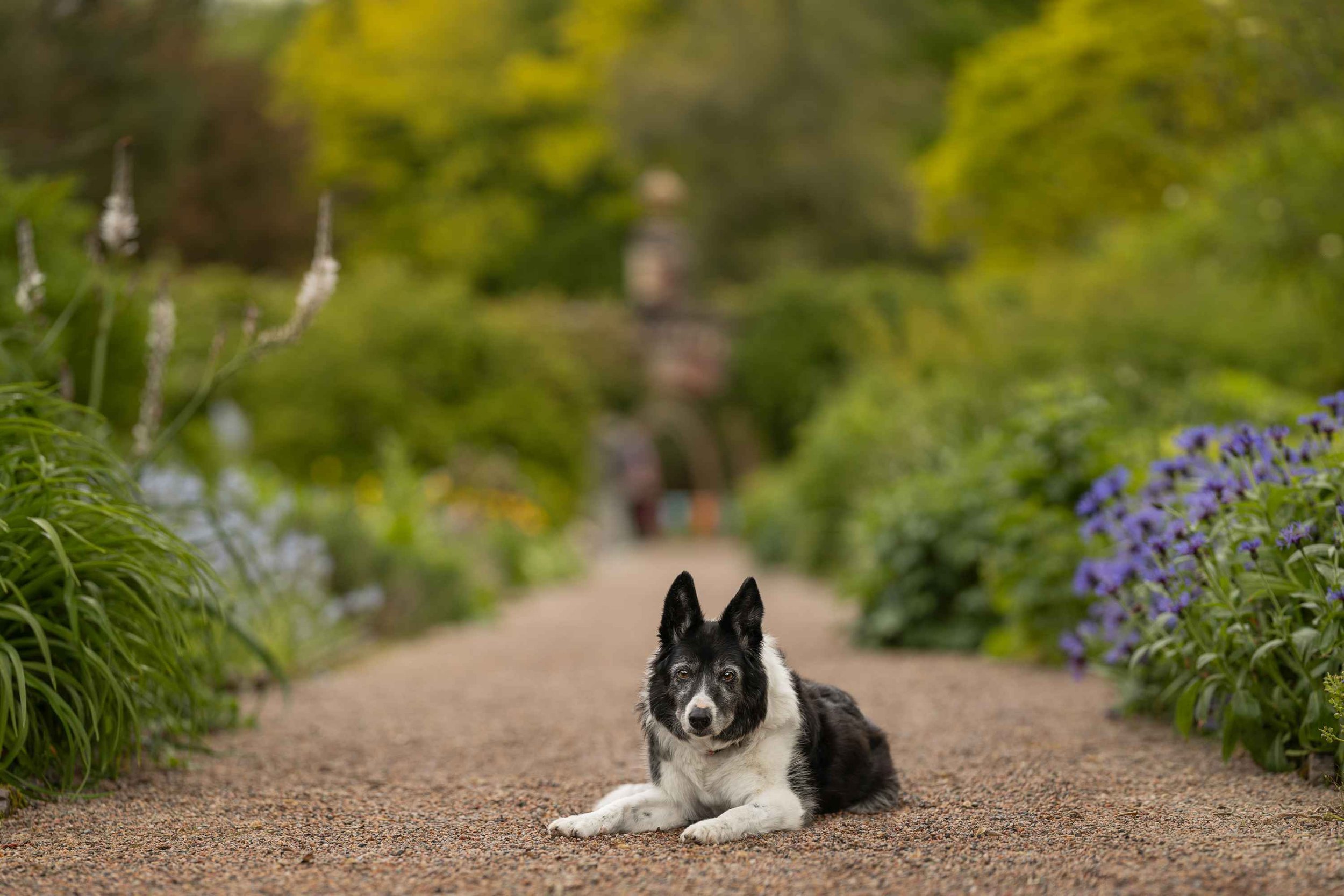 Black & white border collie lying on gravel path in Rowallane National Trust walled garden