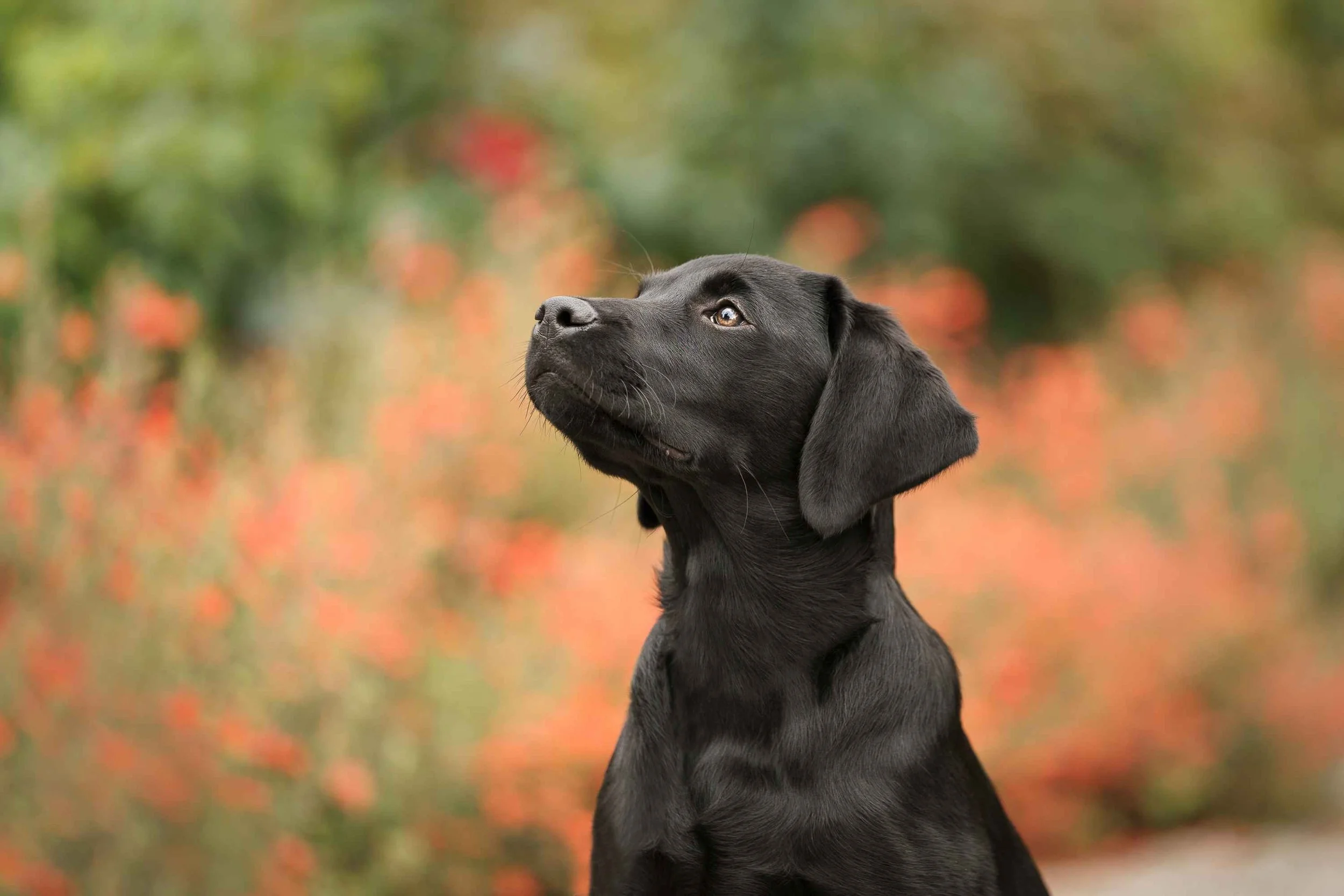 Black labrador puppy looking up sideways with soft red flowers out of focus in background