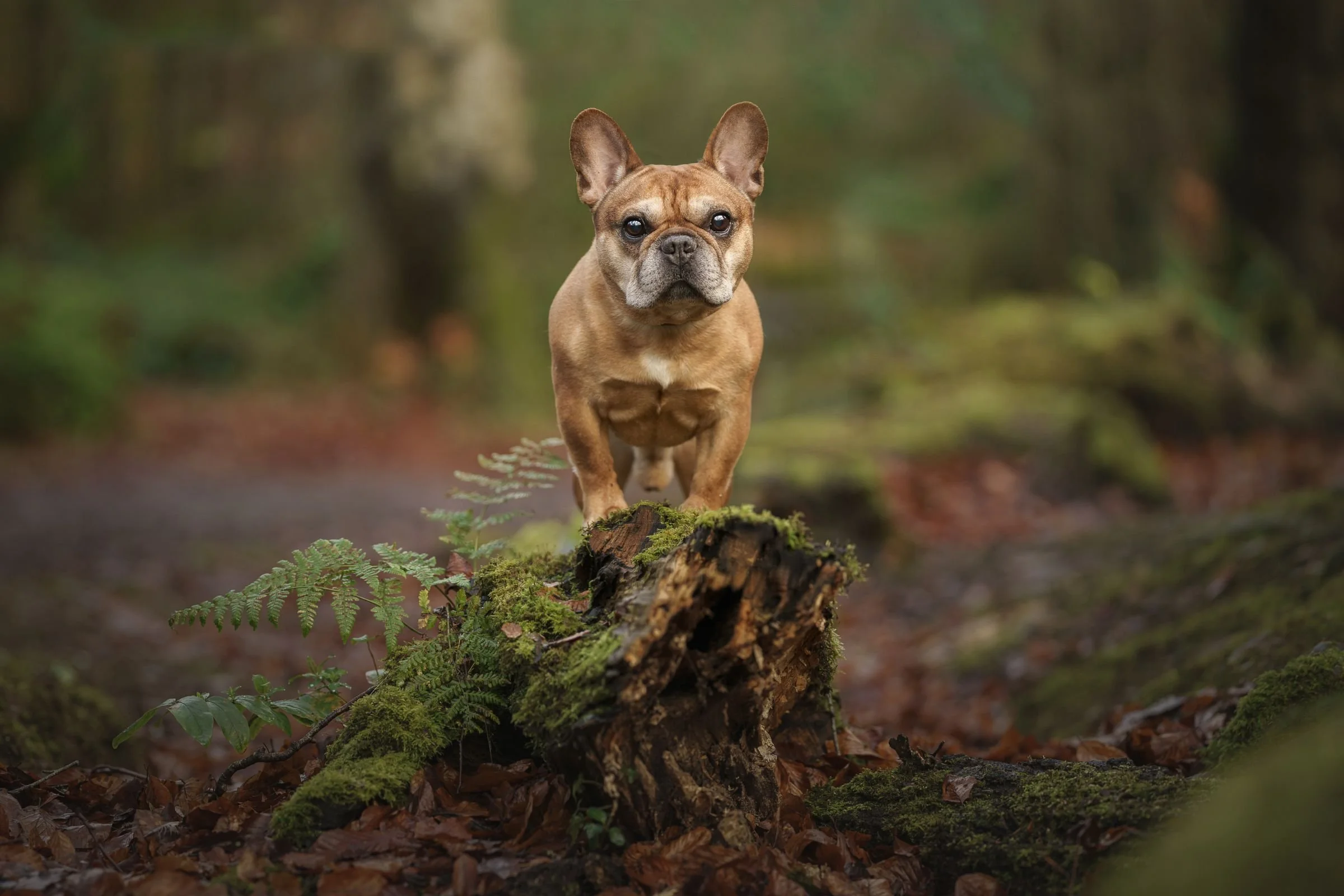 French bull dog standing on a beautiful log with a lovely fern growing out the side in Belfast