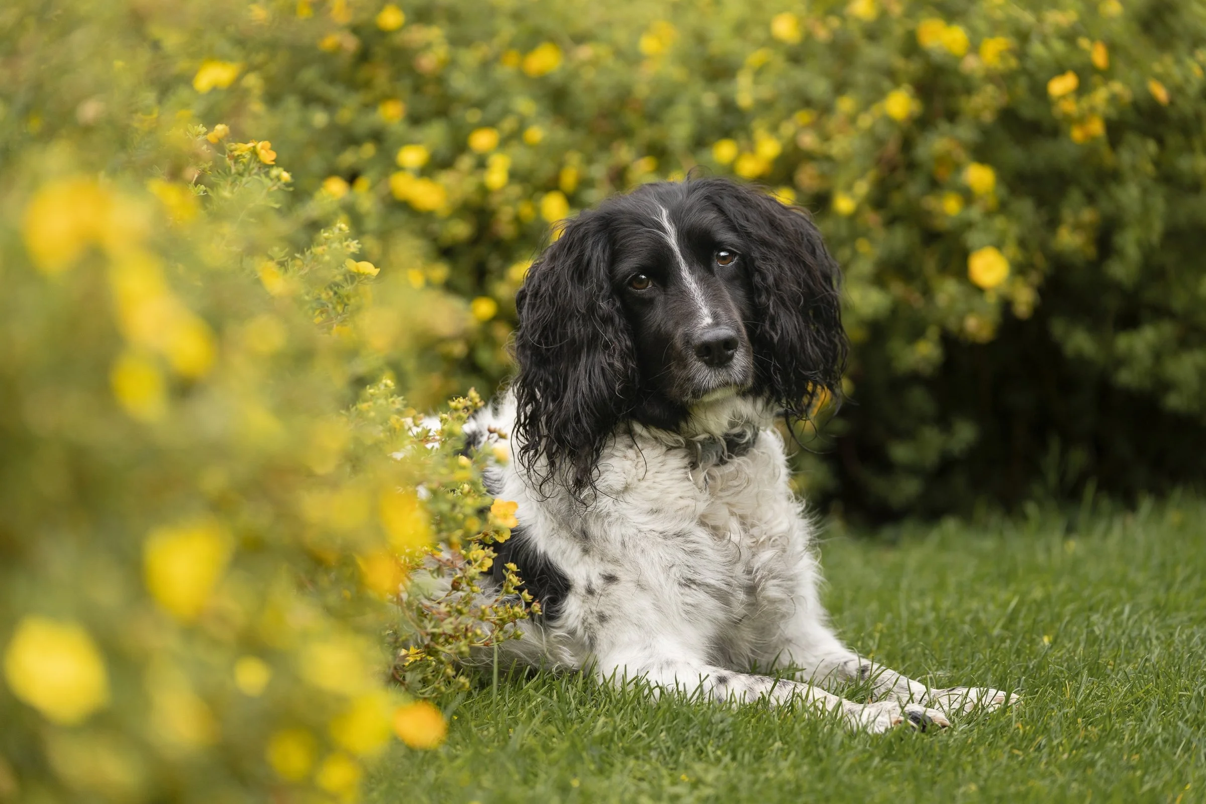 springer spaniel lying on grass surrounded by yellow summer flowers Mount Stewart
