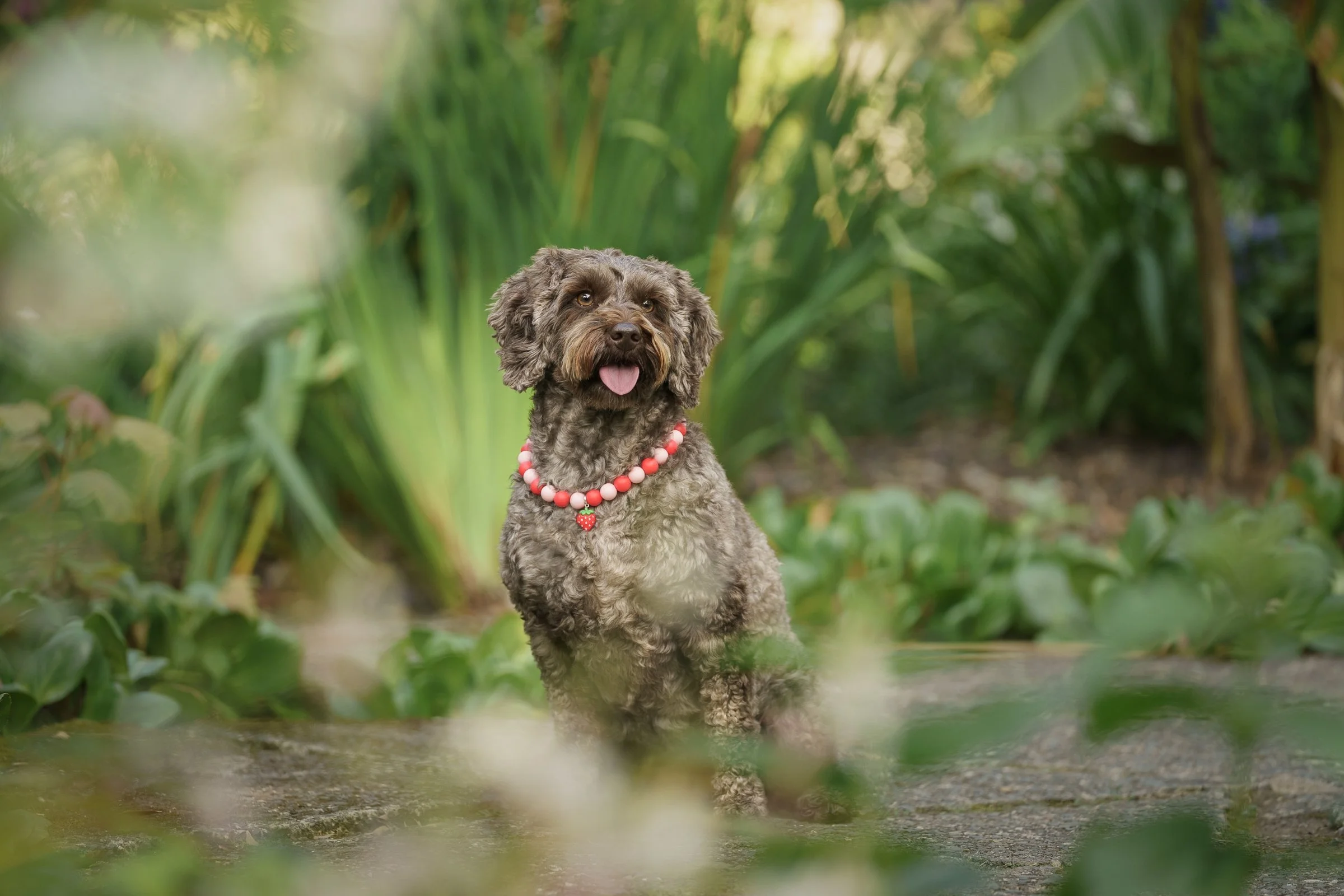 Small dog sitting on stone path with pick bead necklace in Mount Stewart Italian garden