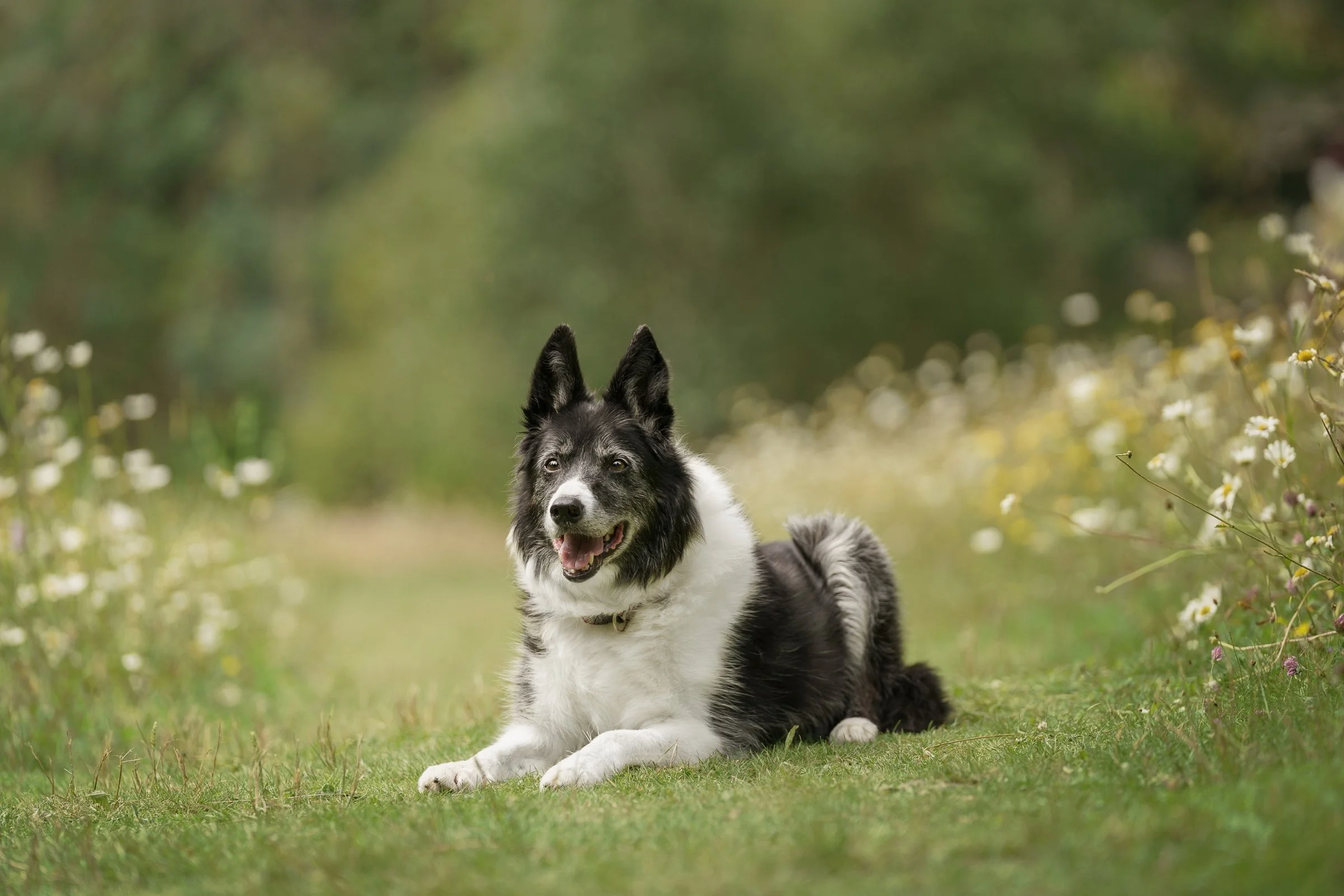 Border collie lying on grass in wild flower meadow in Mount Stewart National Trust