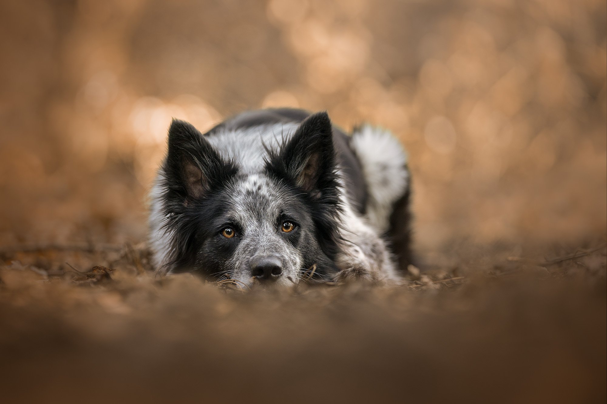 Collie German shepherd cross dog lying on autumn leaves Northern Ireland