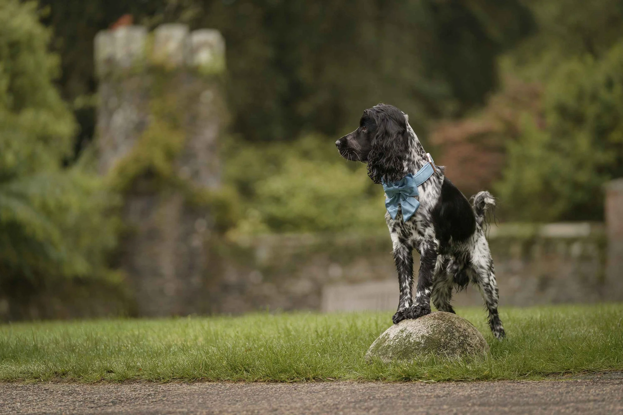 Blue roan cocker spaniel wearing baby blue bow with front paws on small rock looking off to the side of the photo