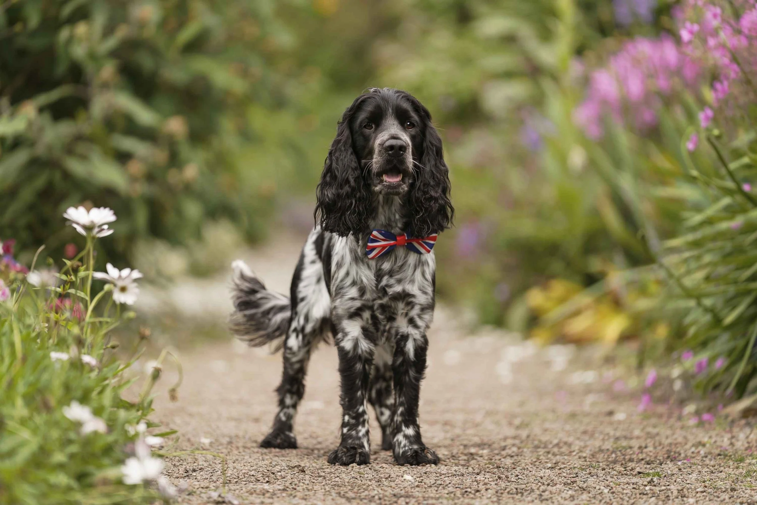cocker spaniel standing were bow tie on a gravel path in a wall garden