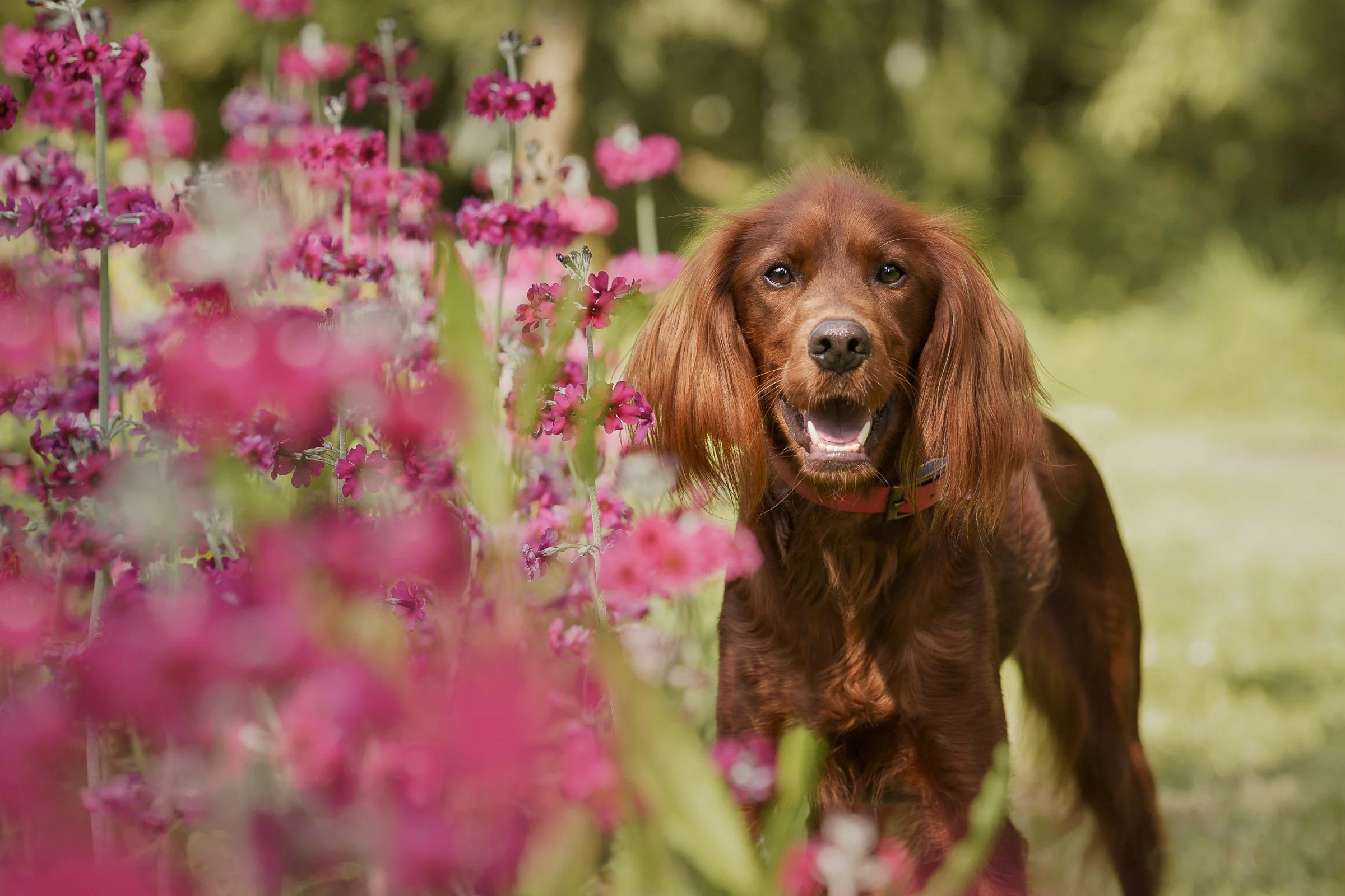 Red setter standing in a sea of bright pink summer flowers National Trust Mount Stewart