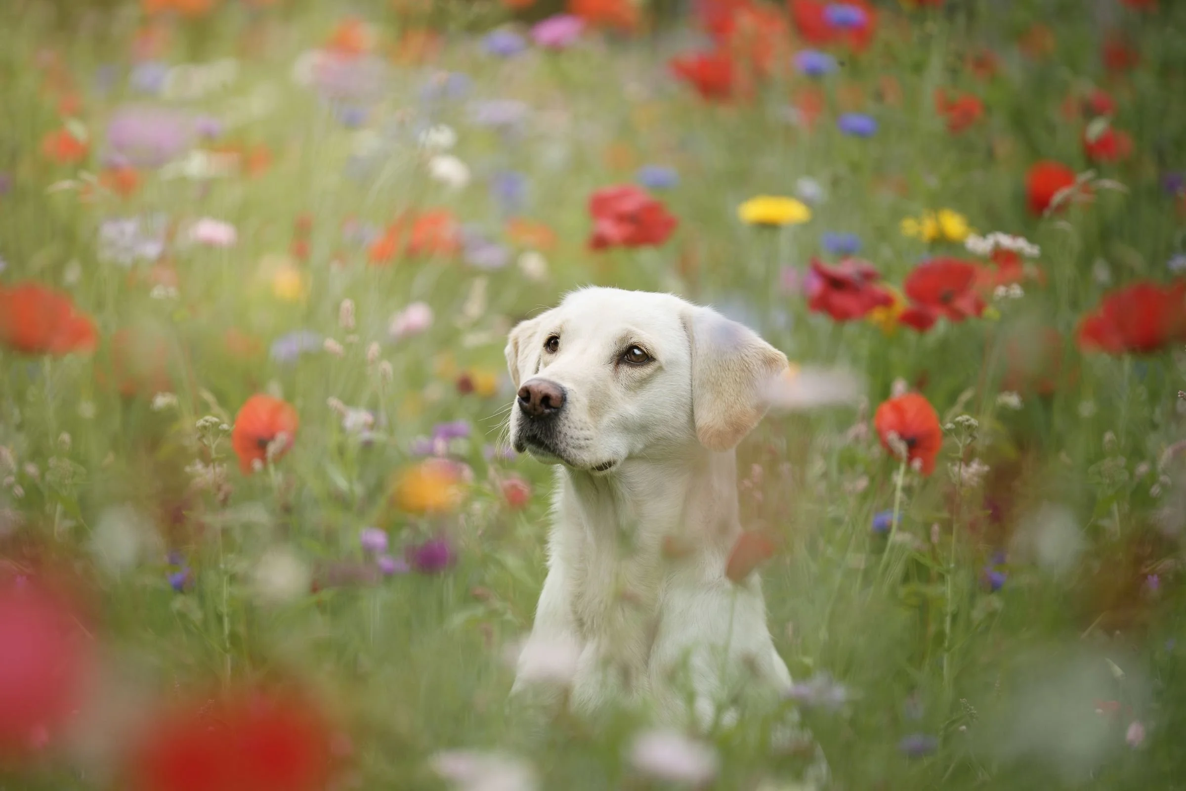 Golden labrador sitting in a meadow of wild flowers in East Belfast