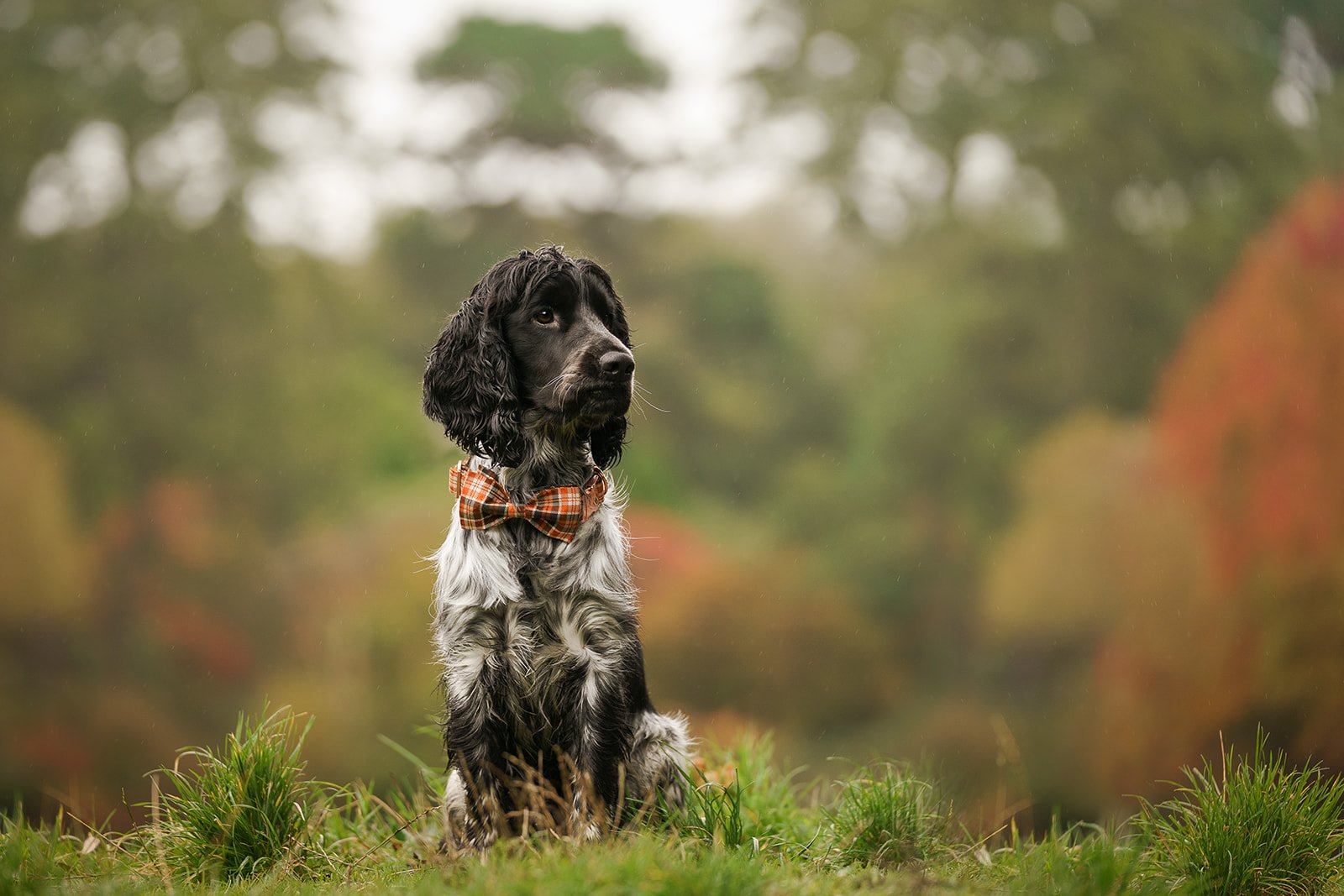 cocker spaniel sitting in front of autumn trees at Mount Stewart Northern Ireland