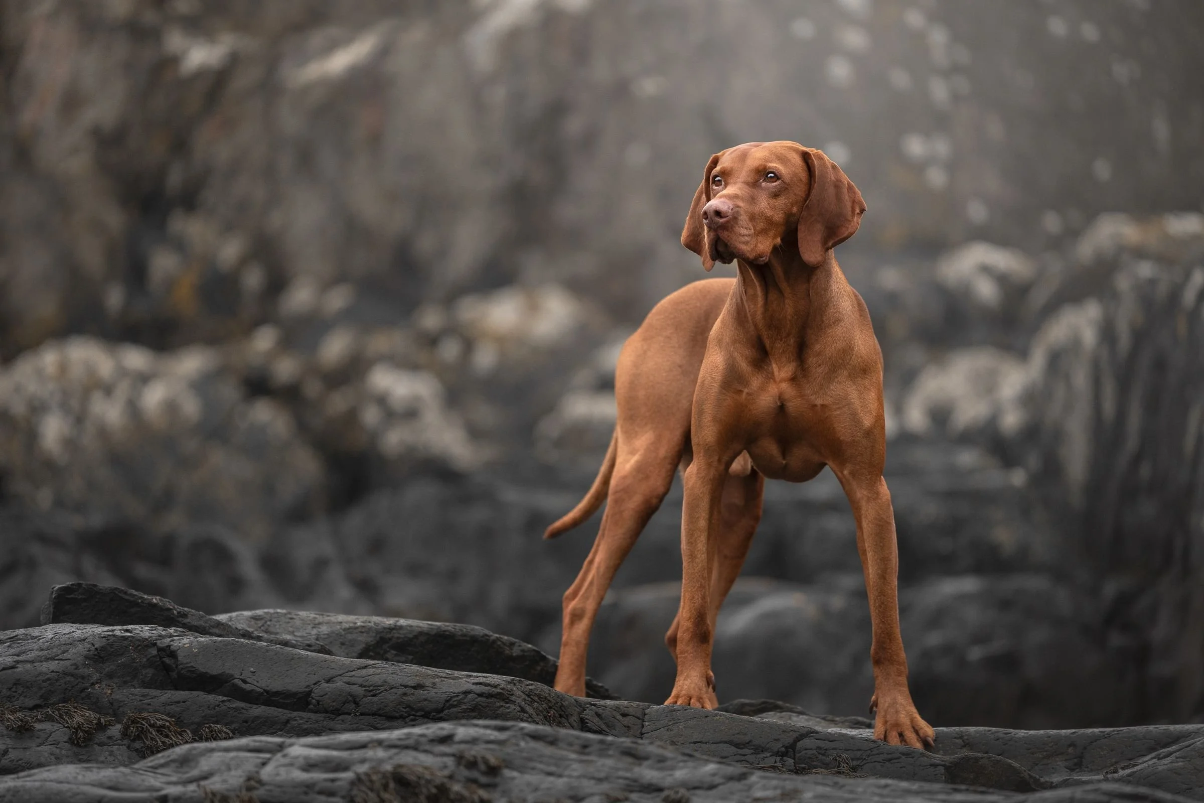 Hungarian Vizsla standing against black rock background Helen's Bay Holywood Northern Ireland