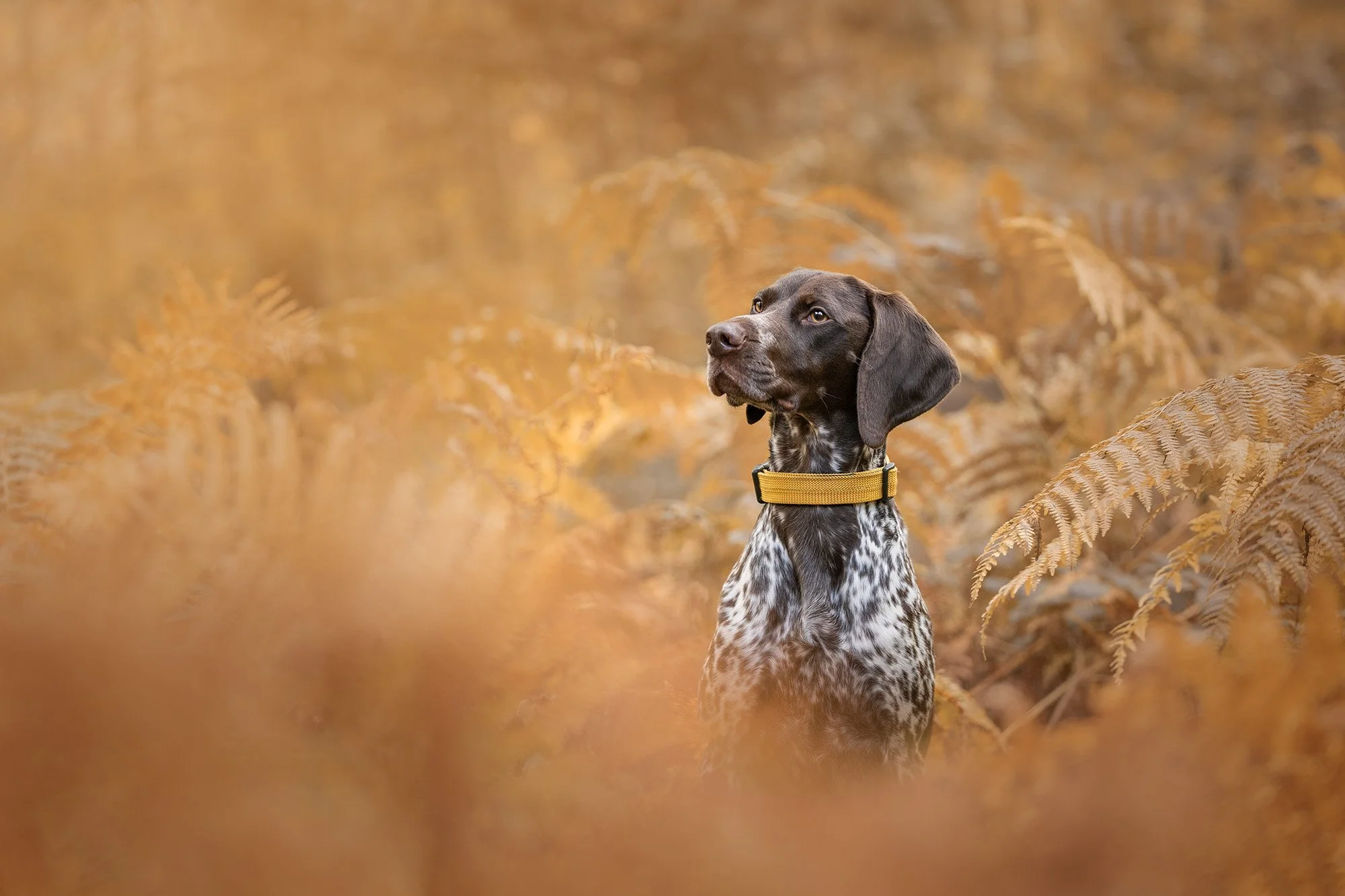 short haired German pointer in burnt orange ferns Northern Ireland