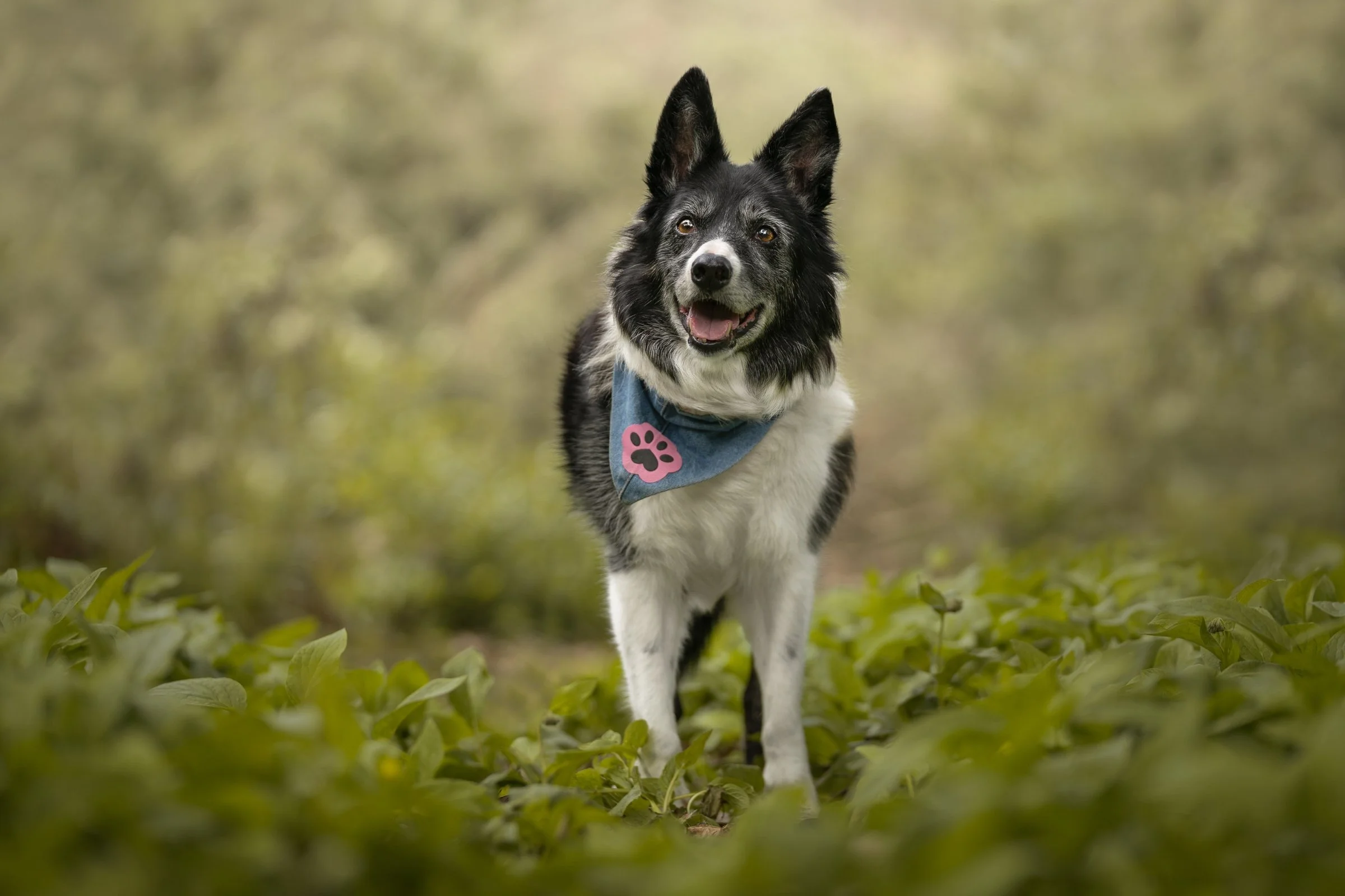 Border collie standing in a sea of green plants Mount Stewart National Trust Northern Ireland