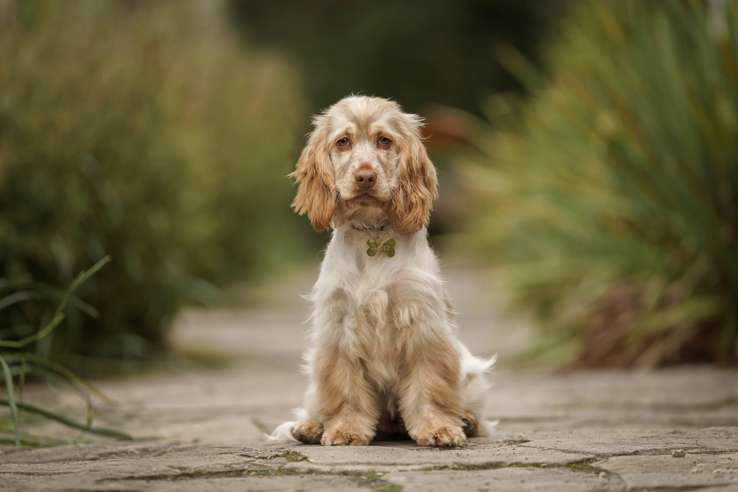 spaniel puppy sitting on stone walk way in stunning Mount Stewart formal gardens