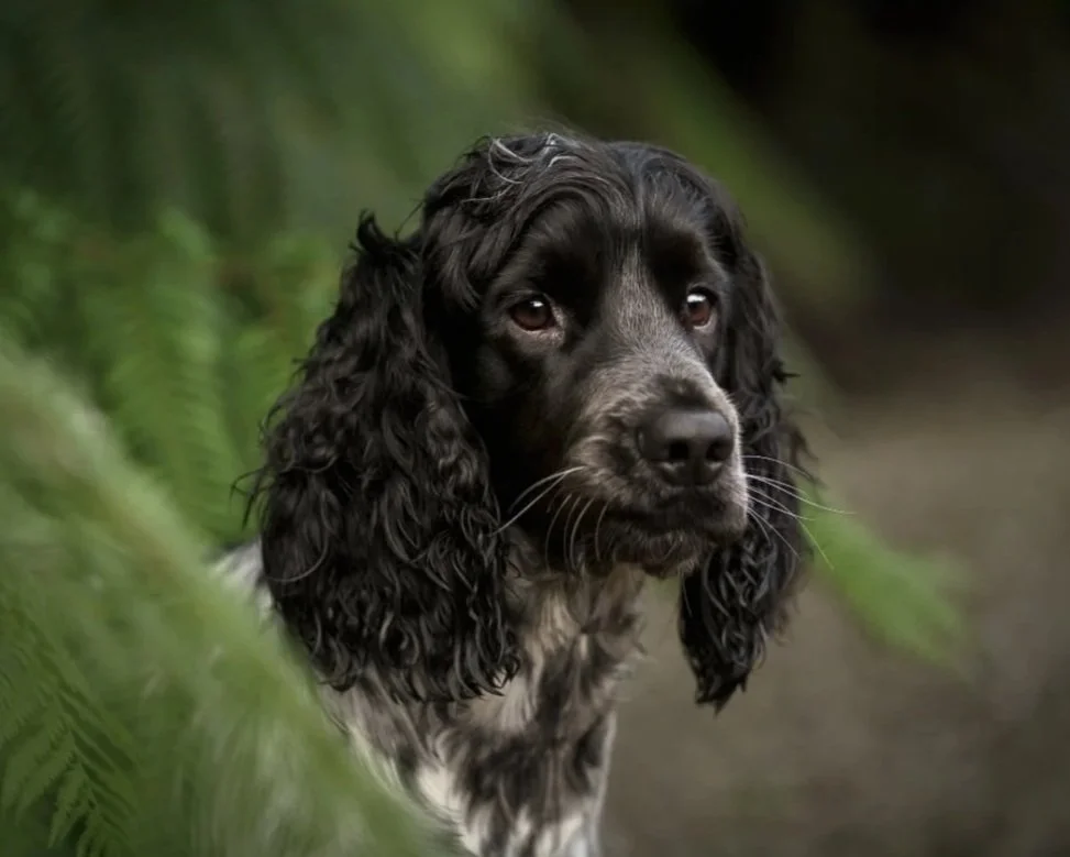 young cocker spaniel dog looking out with his lip slightly curled from beautiful rich green ferms