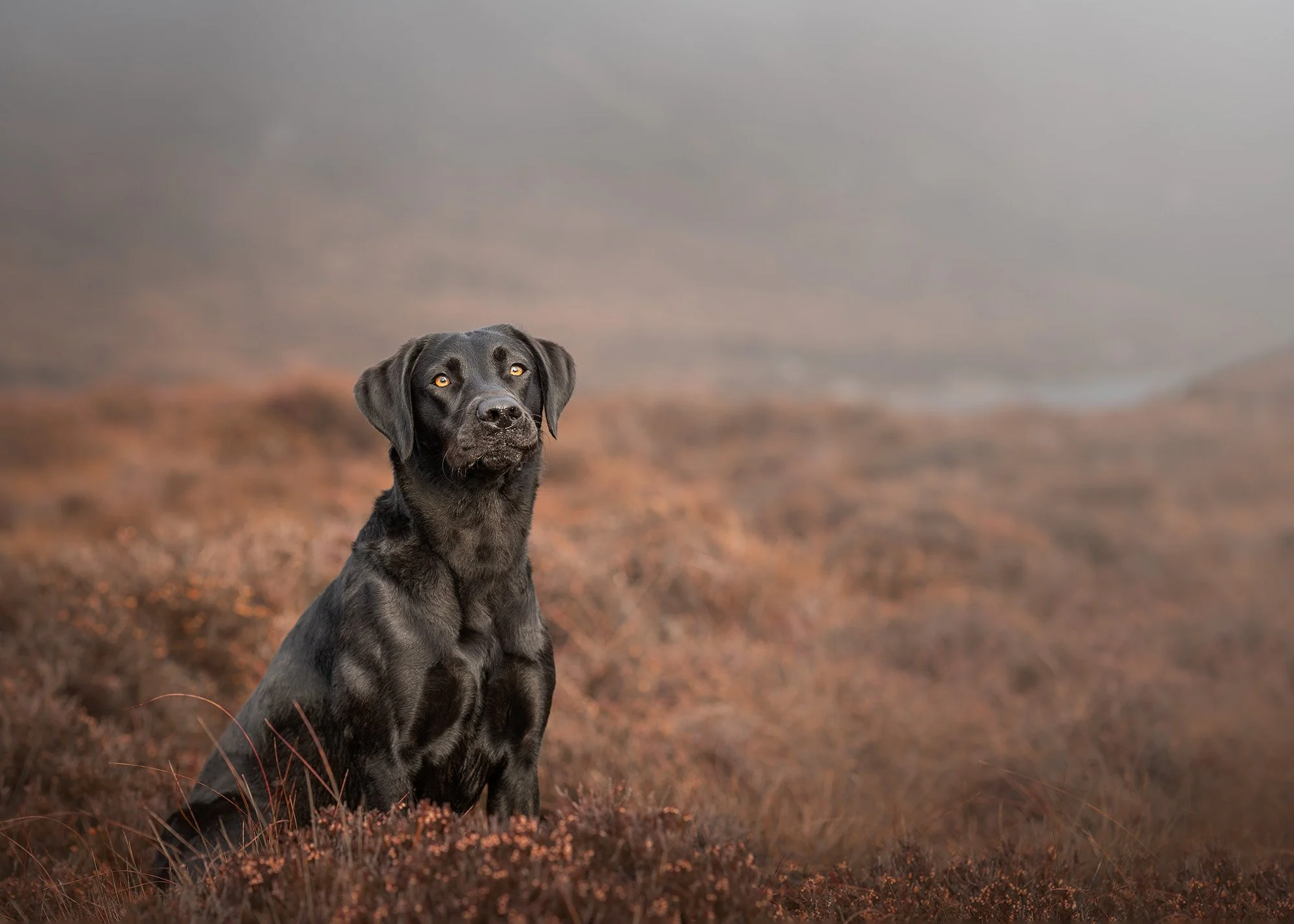 Black Labrador dog sitting in heather Bourne Mountains Northern Ireland