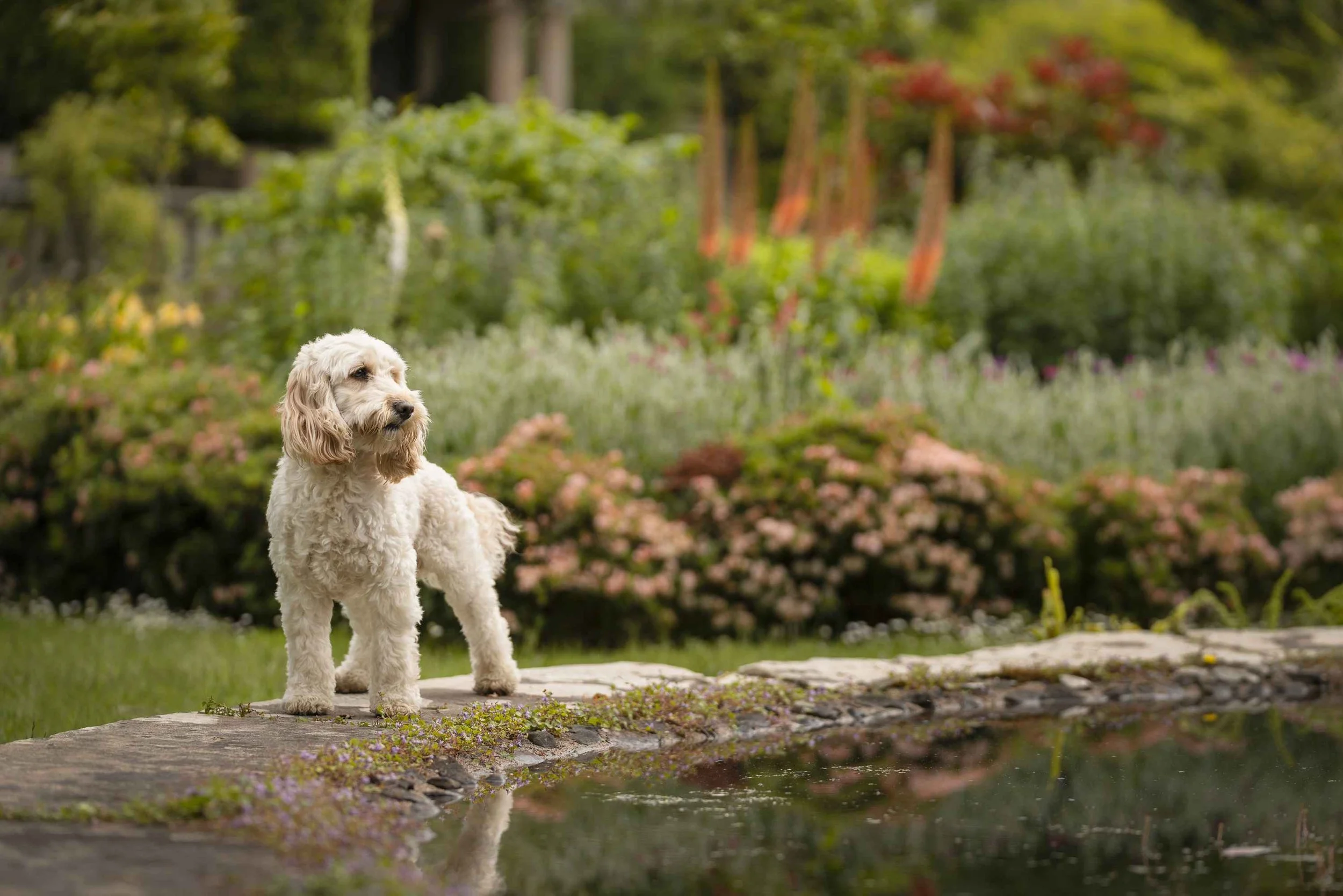 Golden cockapoo standing in formal garden in Mount Stewart by water with partial reflection in the water