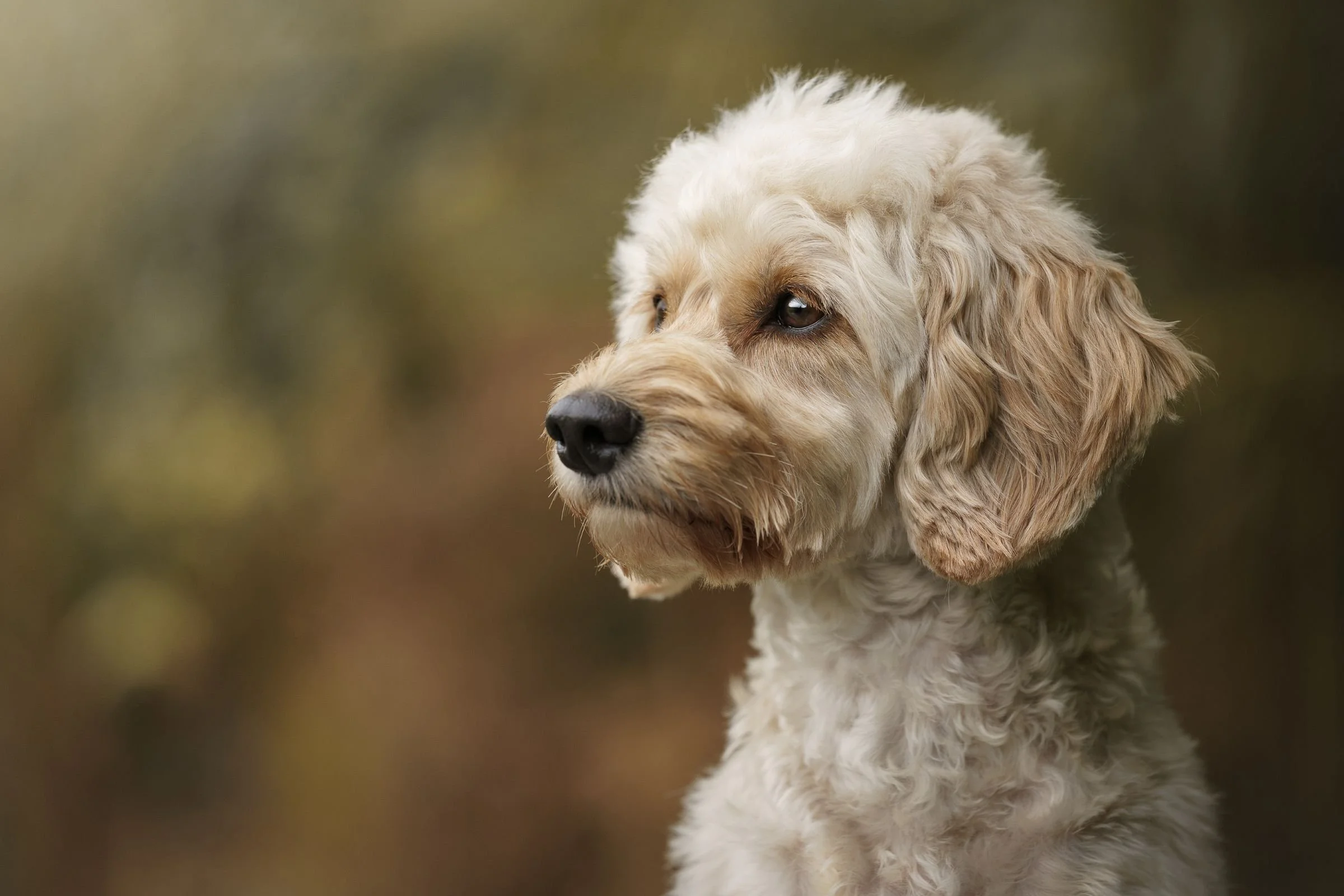 headshot of golden cockapoo against a soft brown natural background in Crawfordsburn Country Park