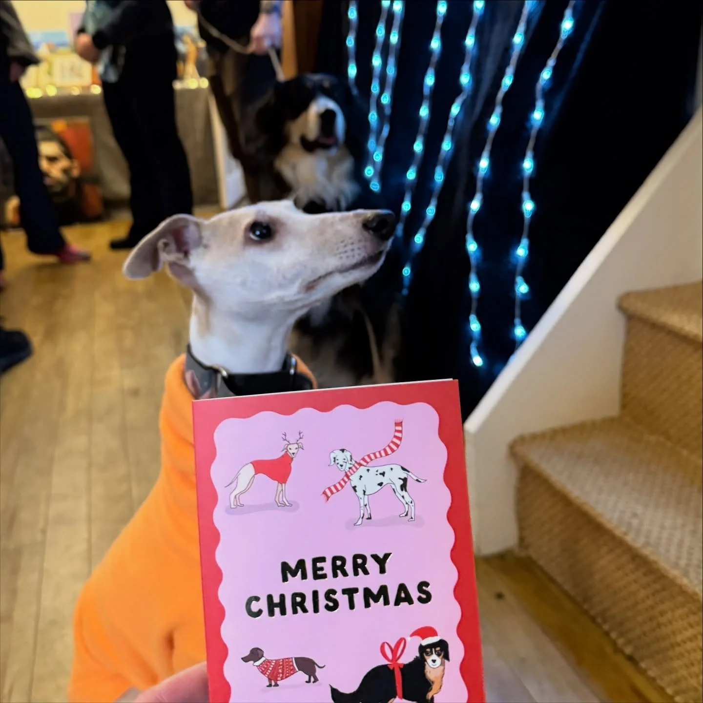 The loveliest and best girls and muses - it&rsquo;s hard to get two dogs to pose beside a card 😅 

Thank you Bella and Lady! 🥰💖