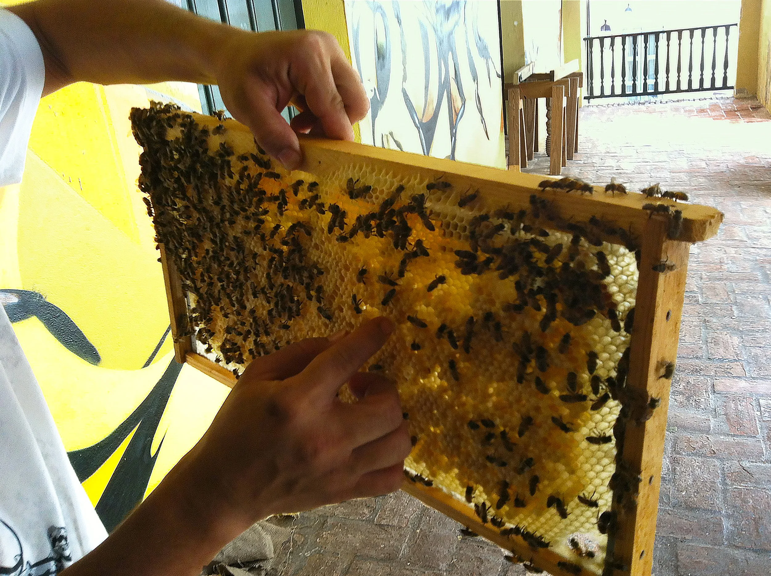 Cuadro de abejas.jpg