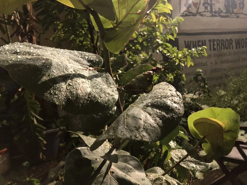hojas humedas jardin Contrafuertes.jpg