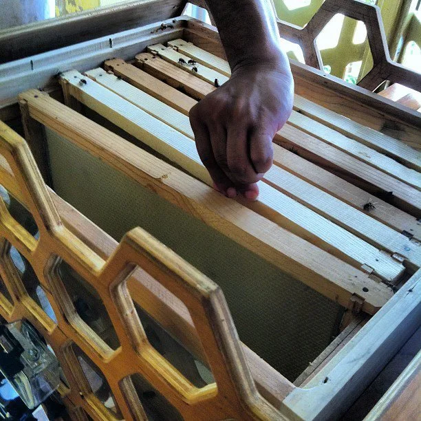 Abejas Contrafuertes II 2.jpeg