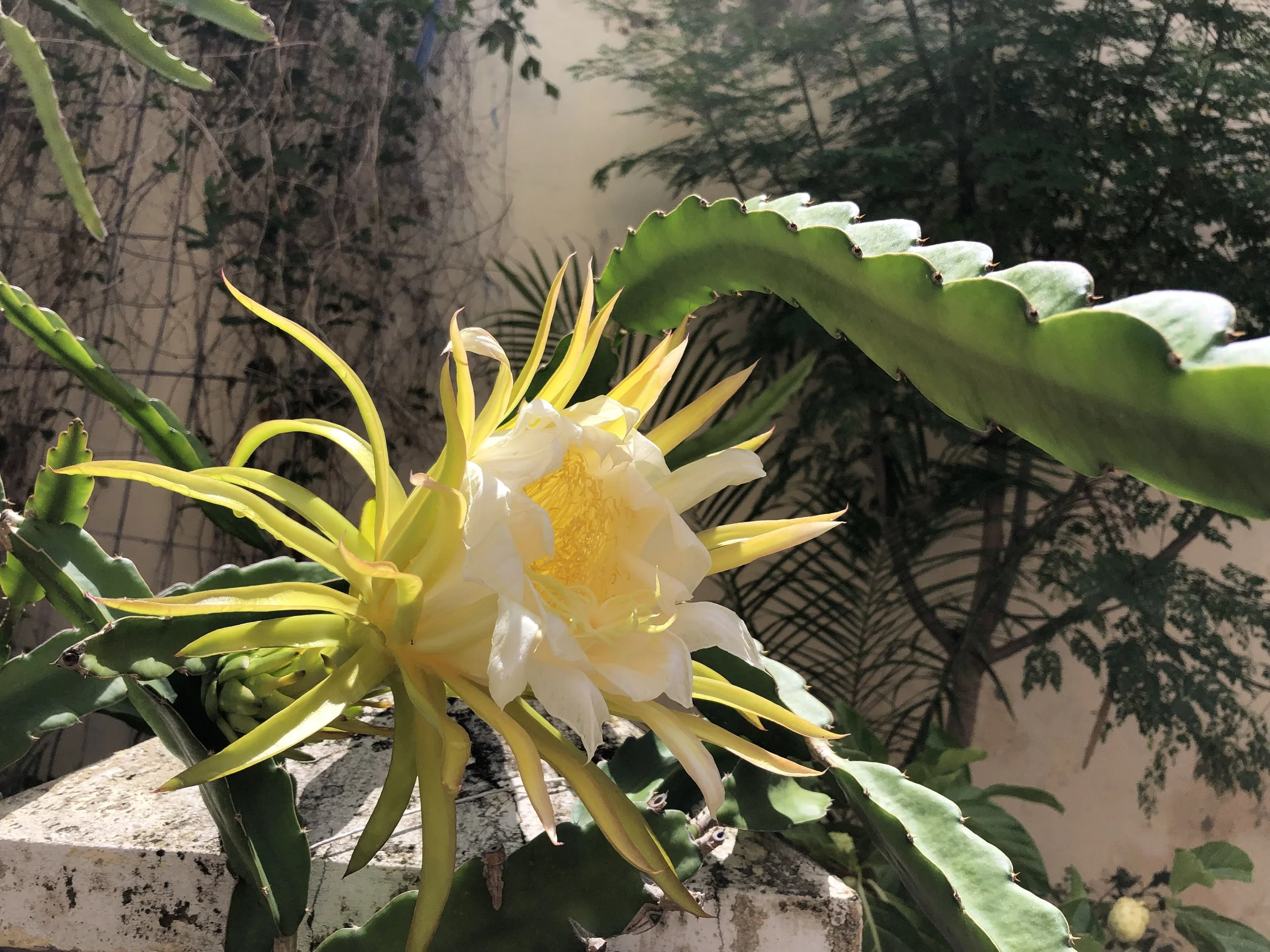 Pitahaya sola 1.jpeg