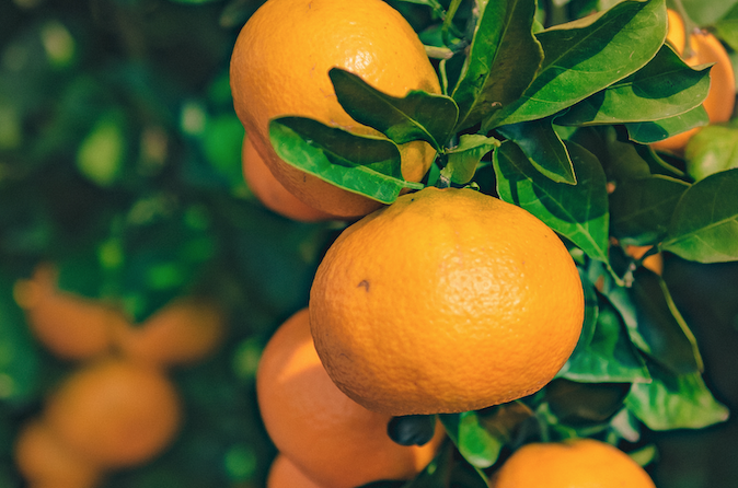 I Found a Mandarin in My Bed