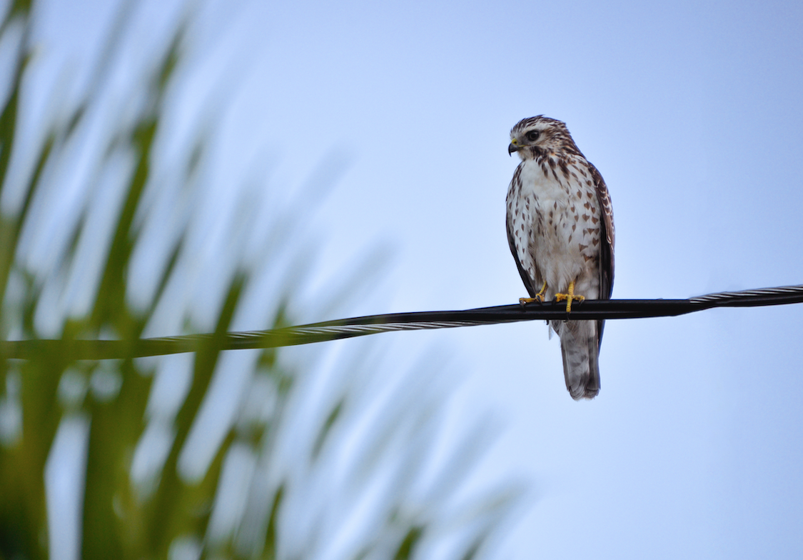 The Knife on the Necklace