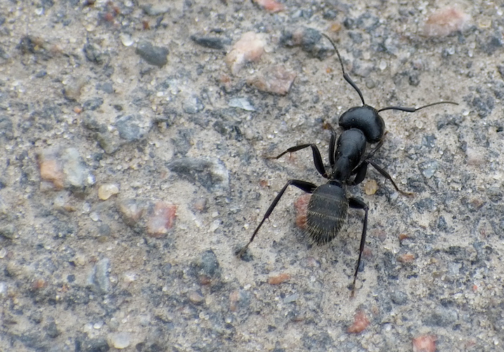 I Was Reading Bewilderment by David Ferry When I Remembered What Helplessness Means