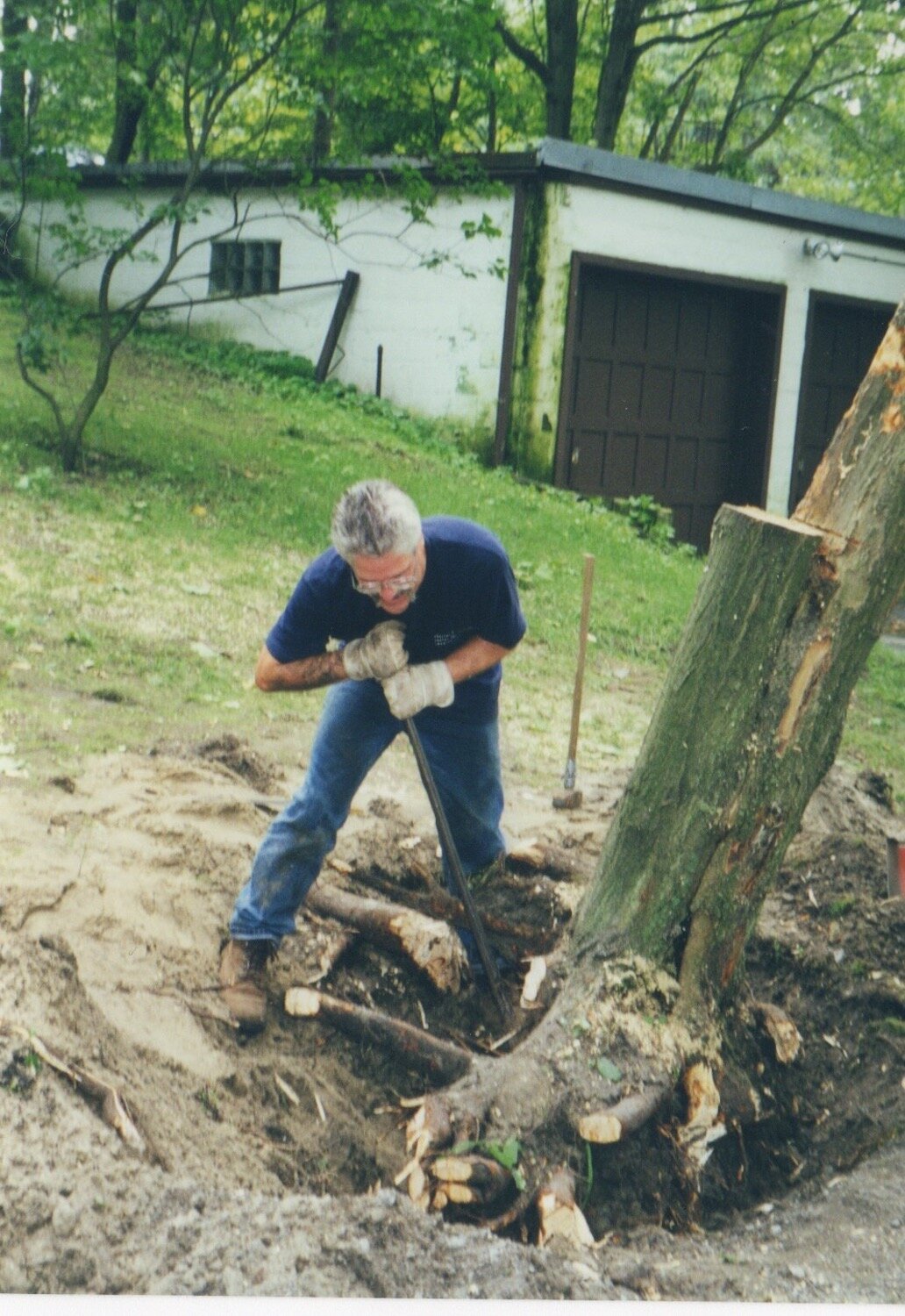 A stubborn stump (1999)