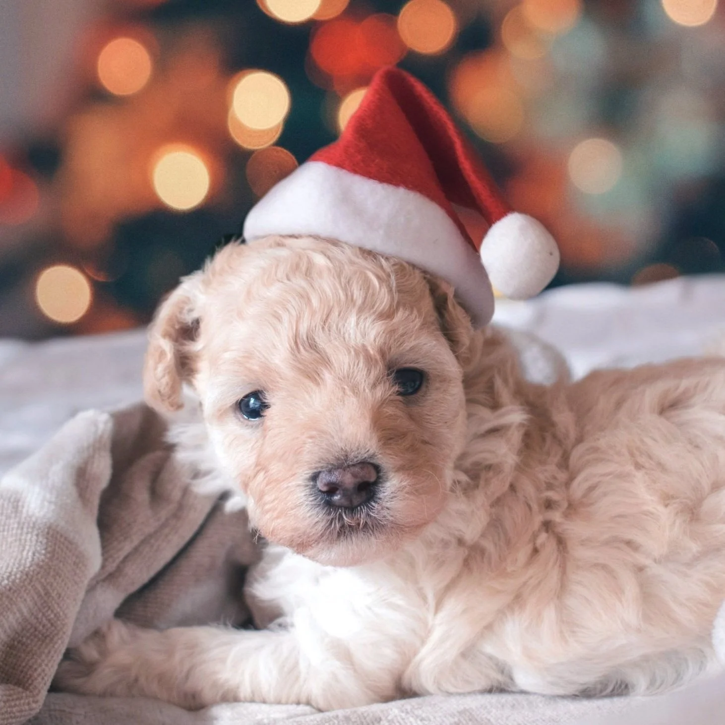 "If A Puppy Were Born There Would Be Some Little Stir..."
