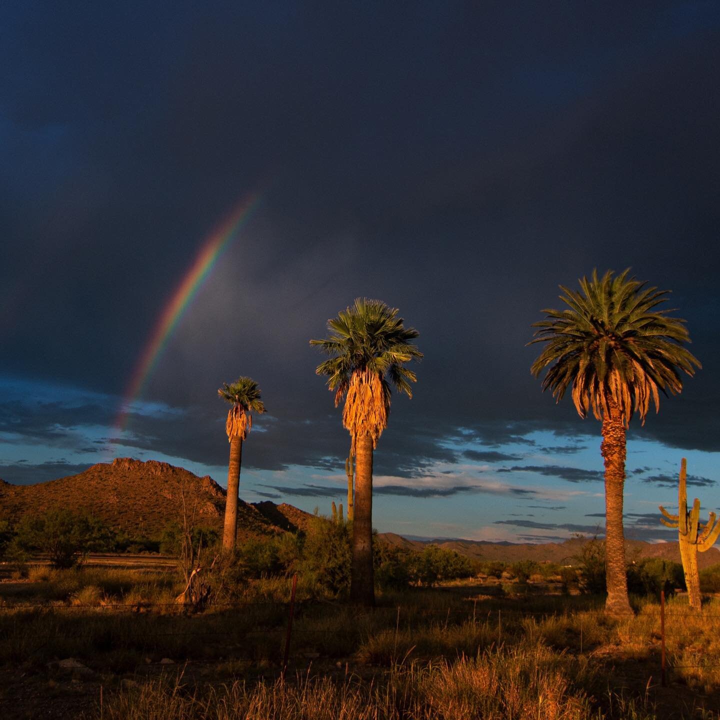 Looking forward to warmer days! #rainbow #azphotographer  #palmtrees #monsoon
