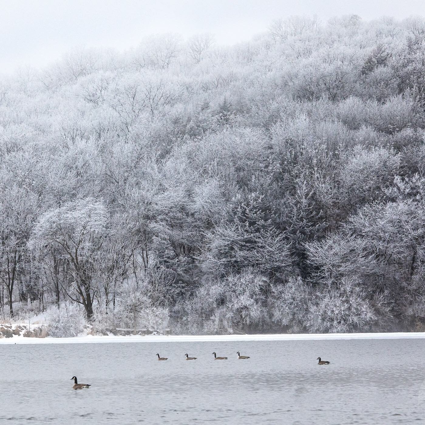 Foggy icy snowy day!! #iowaphotographer #landscapephotography #winterwonderland #rockbrookcamera