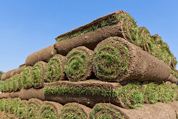 Cultivated lawn Turf (Delivery)
