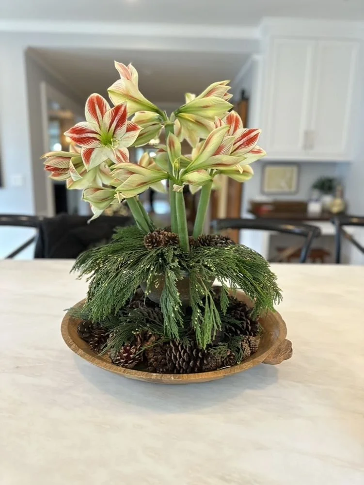 35-amaryllis-and-cedar-in-a-dough-bowl-of-pine-.jpg