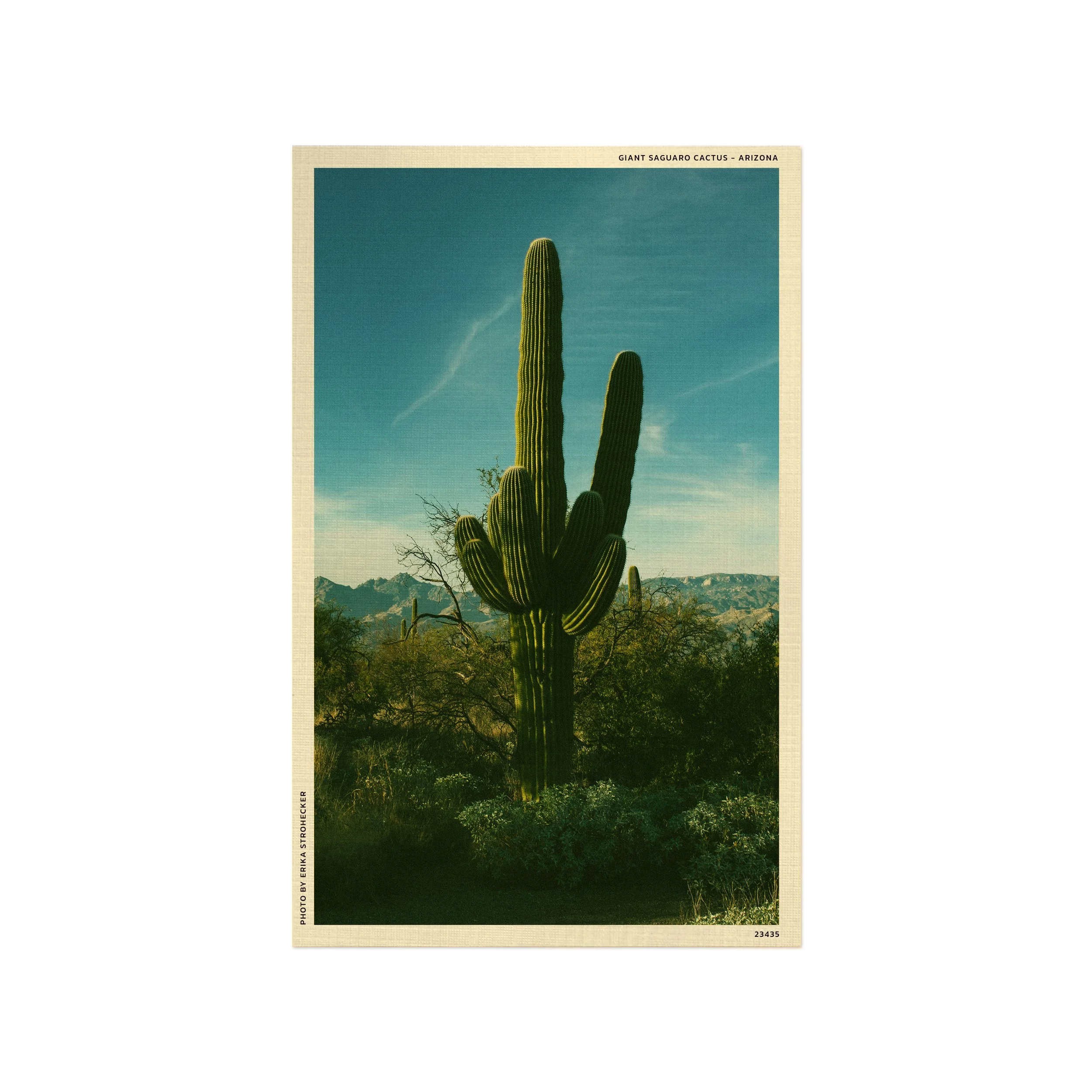 Giant Saguaro Cactus Saguaro National Park